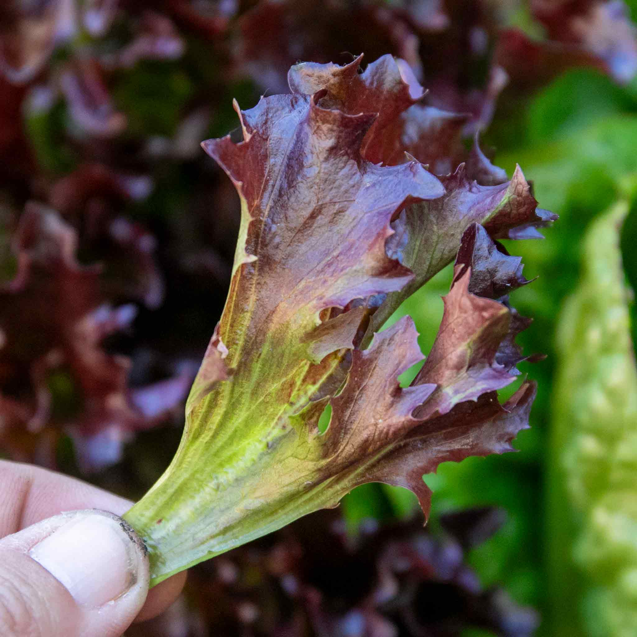 Lettuce 'Oakleaf Red' - Image 3