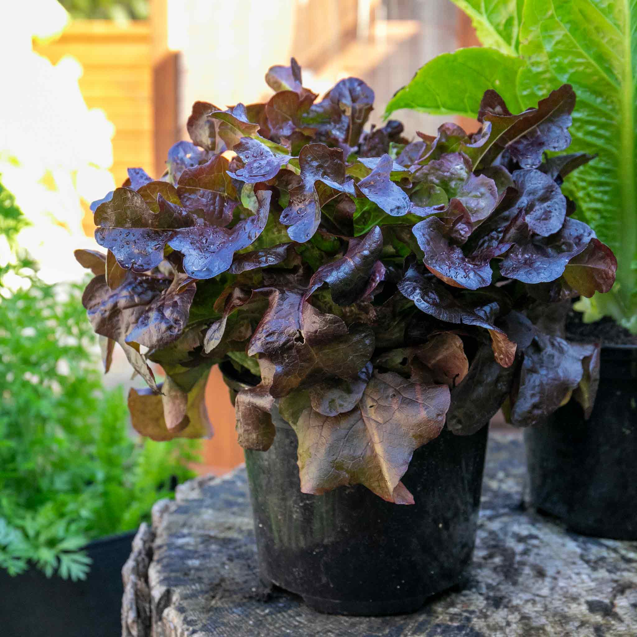 Lettuce 'Oakleaf Red' - Image 4