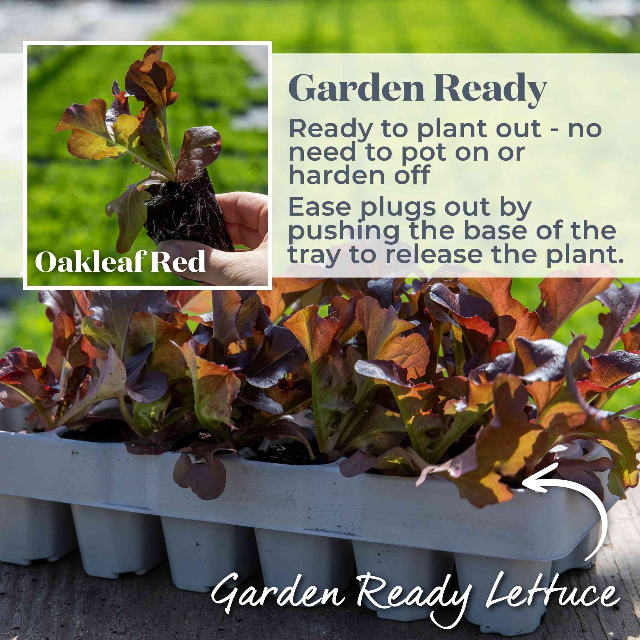 Lettuce 'Oakleaf Red' - Image 5