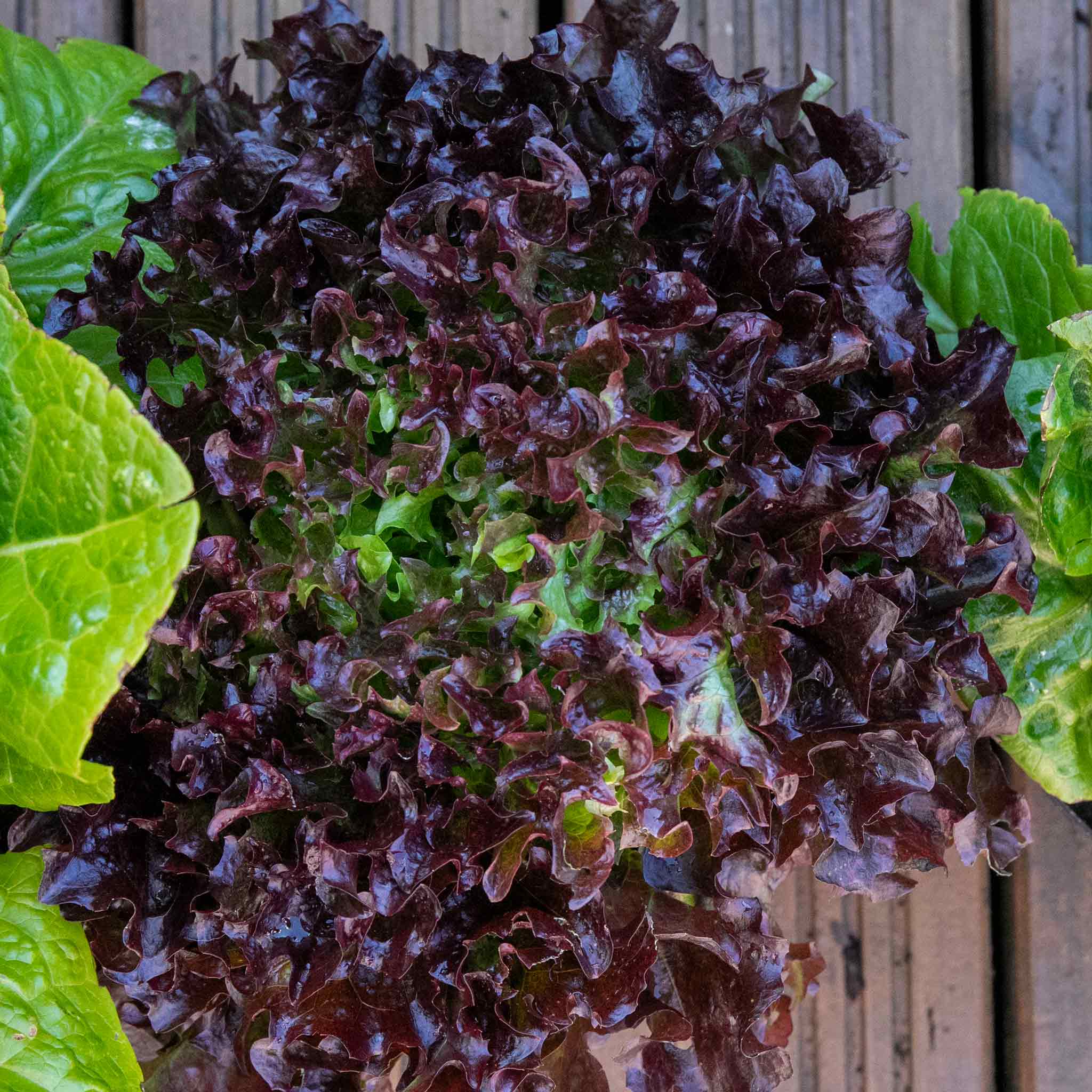 Lettuce 'Oakleaf Red' - Image 7