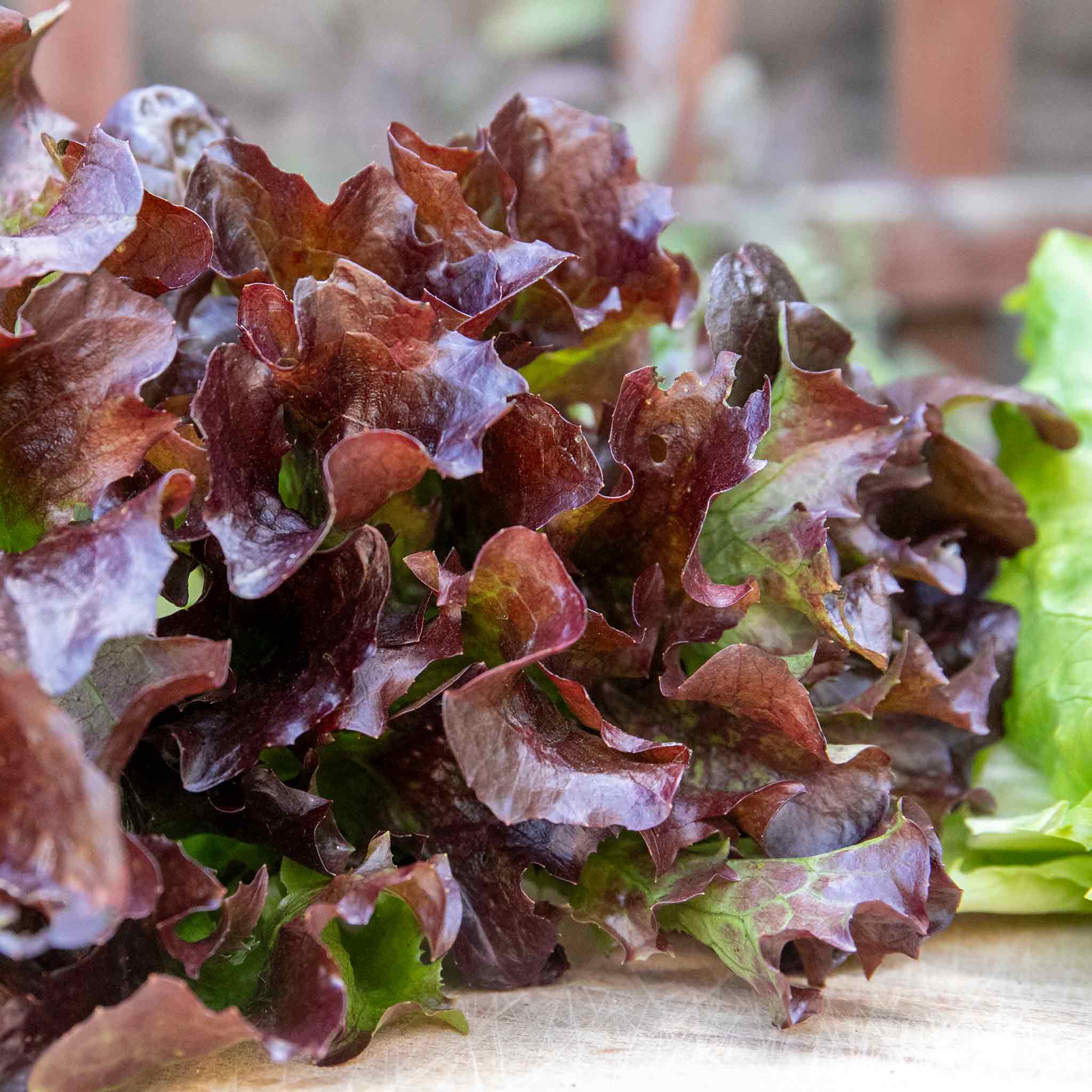 Lettuce 'Oakleaf Red' - Image 9