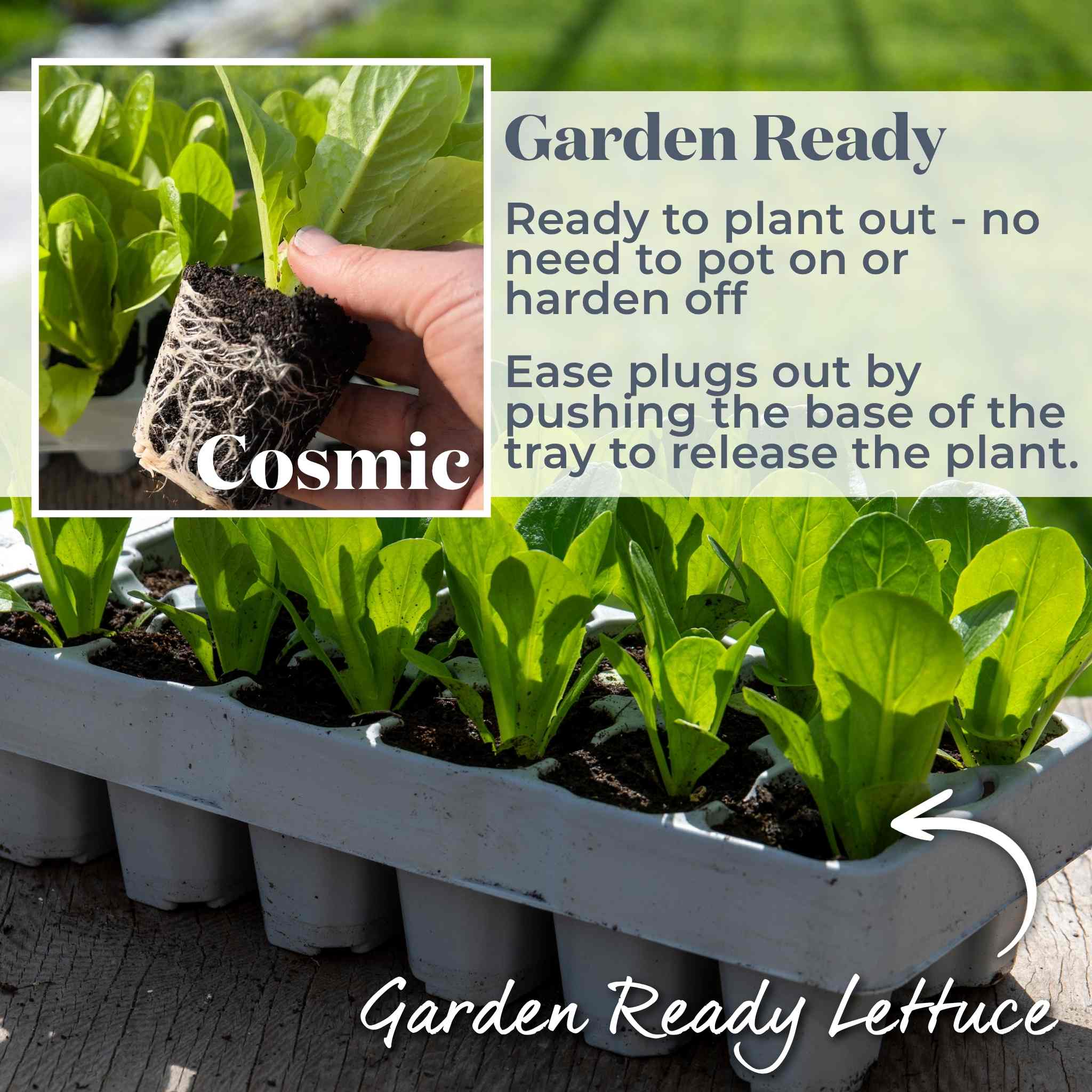 Lettuce 'Cosmic' Cut and Come Again - Image 5