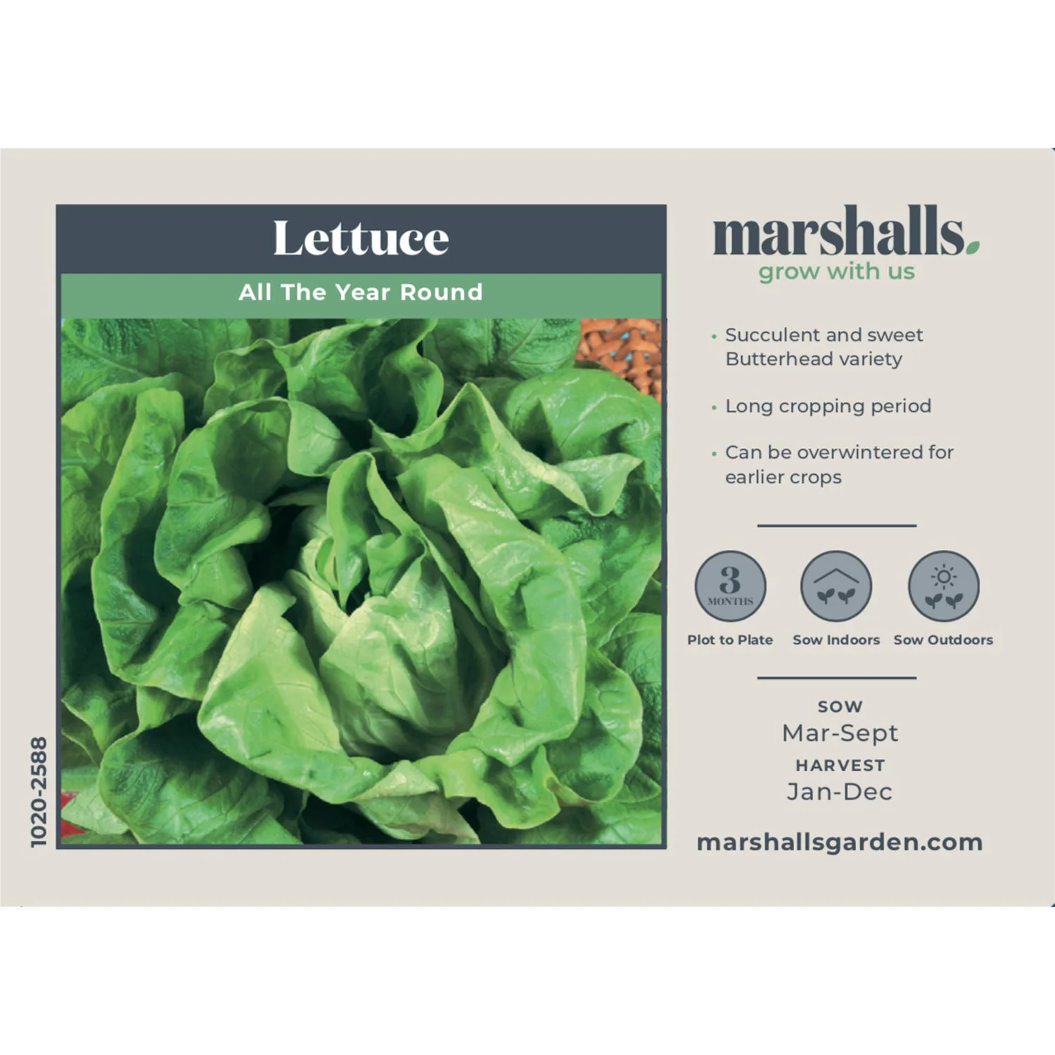 Lettuce Seeds 'All The Year Round' - Image 2
