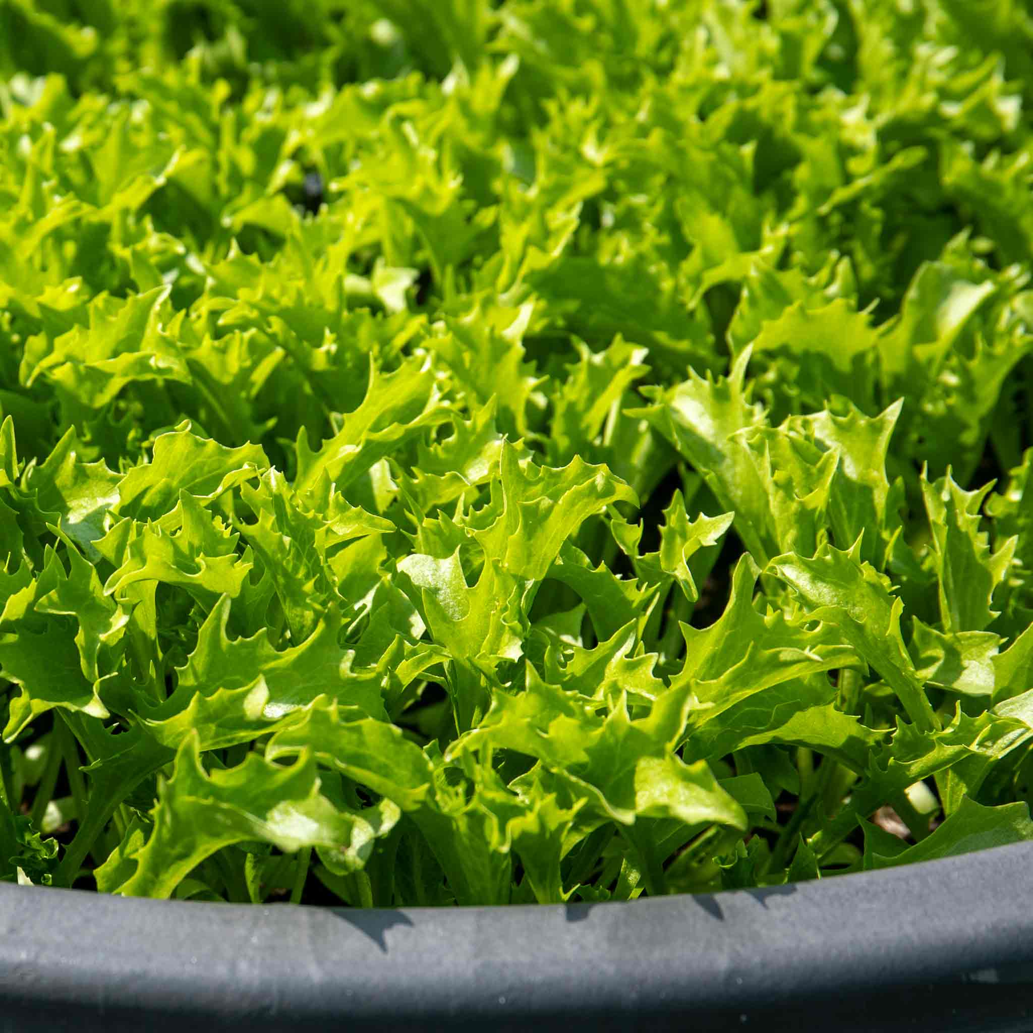 Lettuce Seeds 'Crispita II' - Image 2