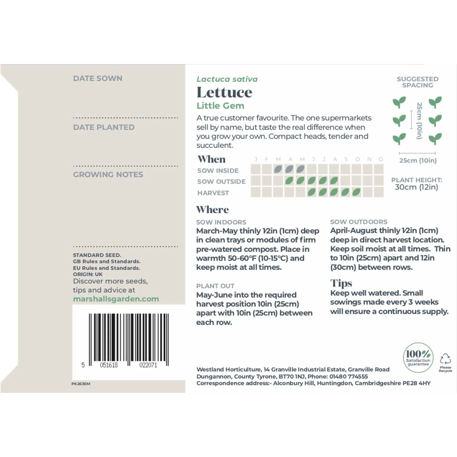 Lettuce Seeds 'Little Gem' - Image 5