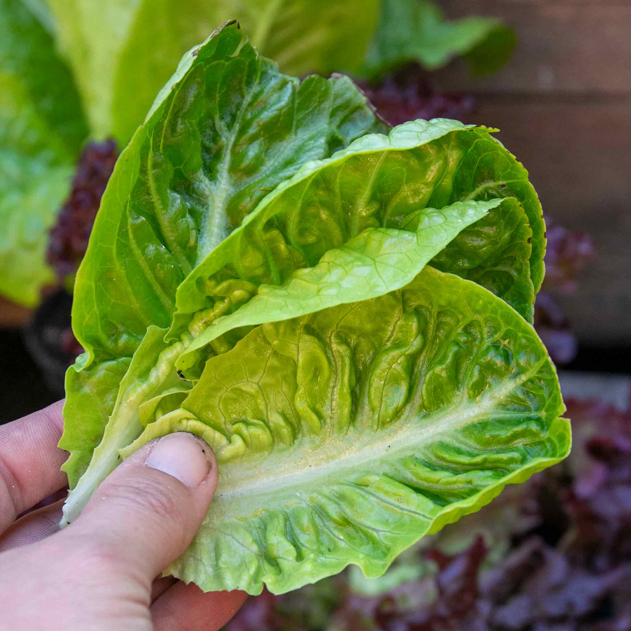 Lettuce Seeds 'Little Gem' - Image 6