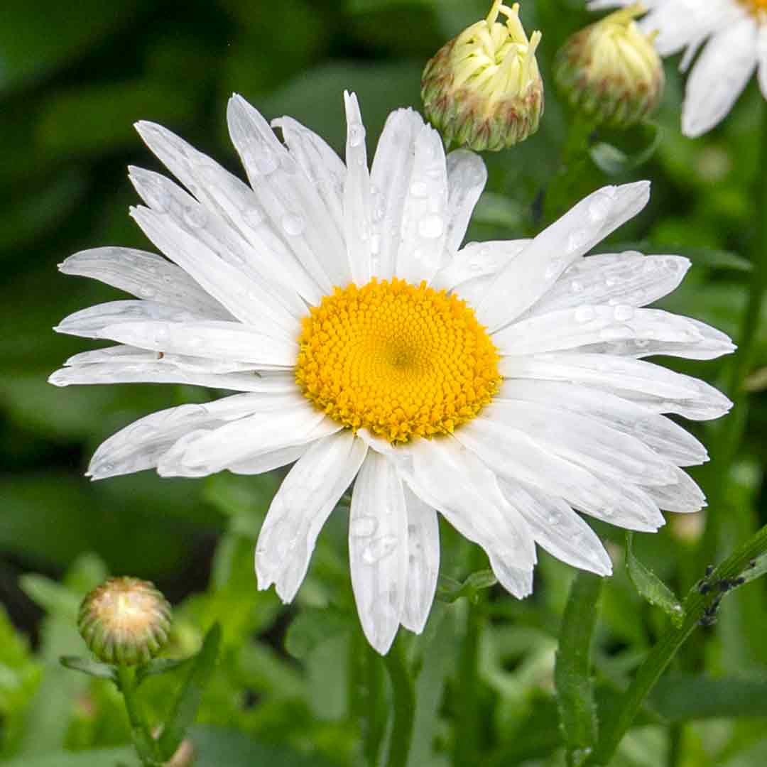 Leucanthemum 'Madonna' - Image 12