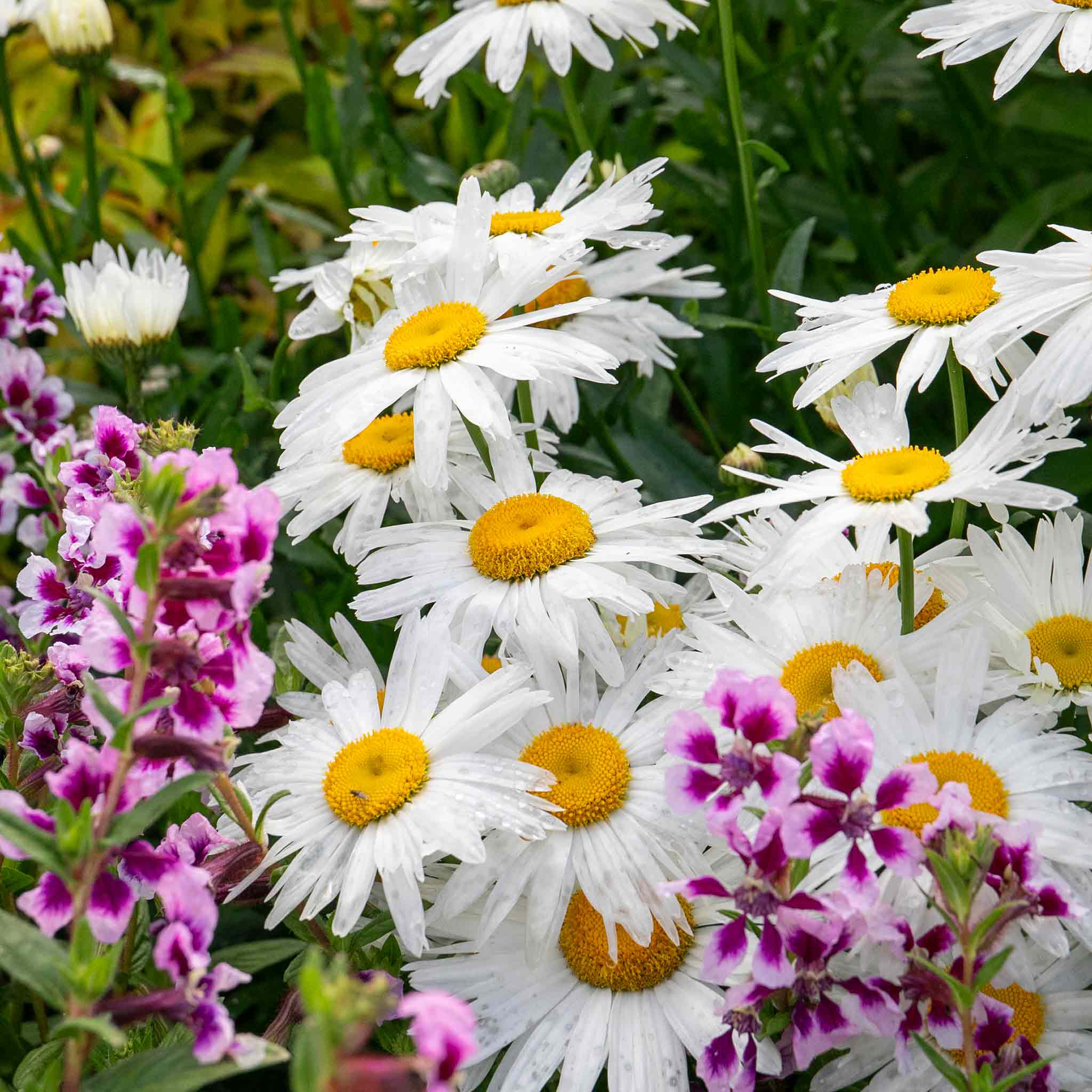 Leucanthemum 'Madonna' - Image 8