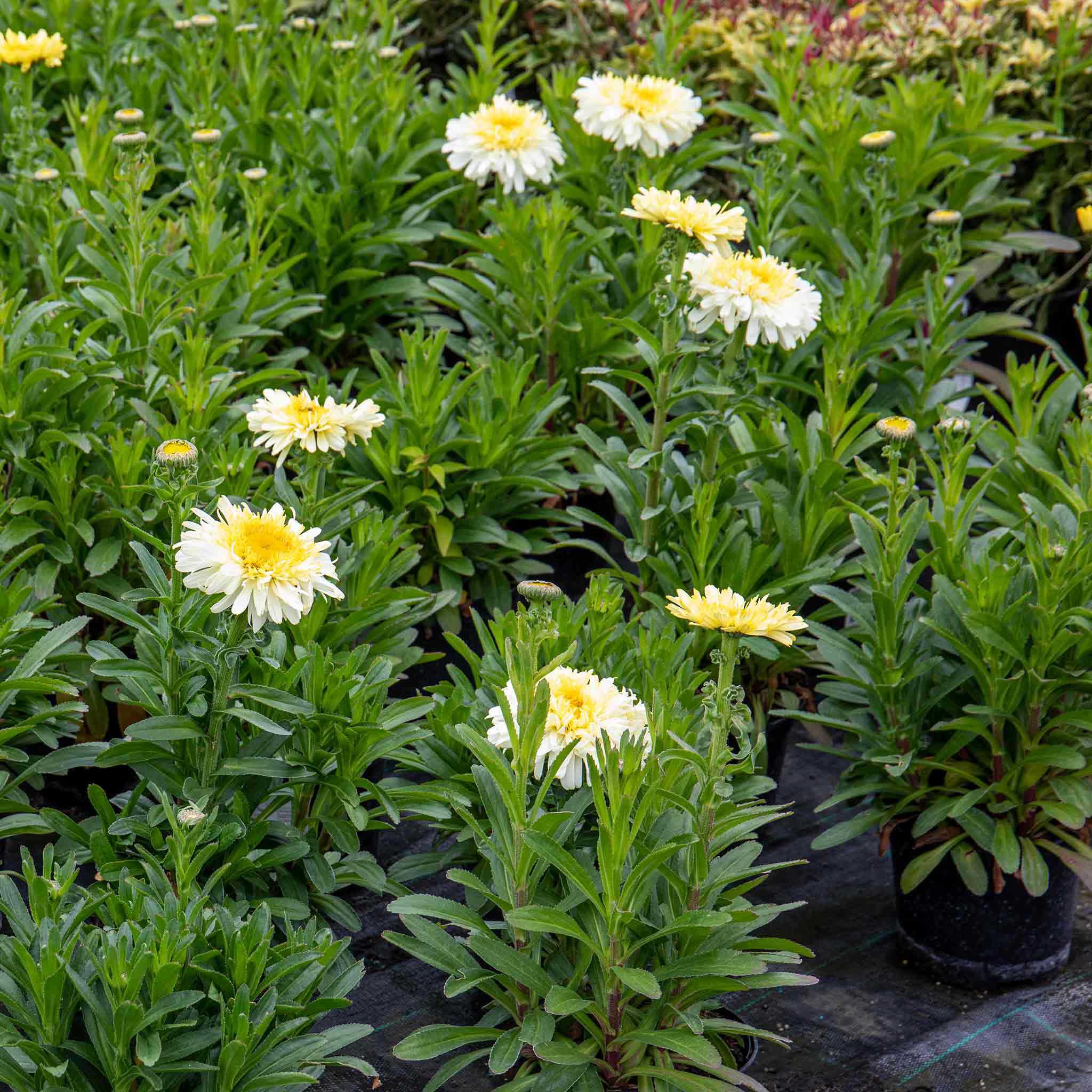 Leucanthemum 'Real Charmer' - Image 8