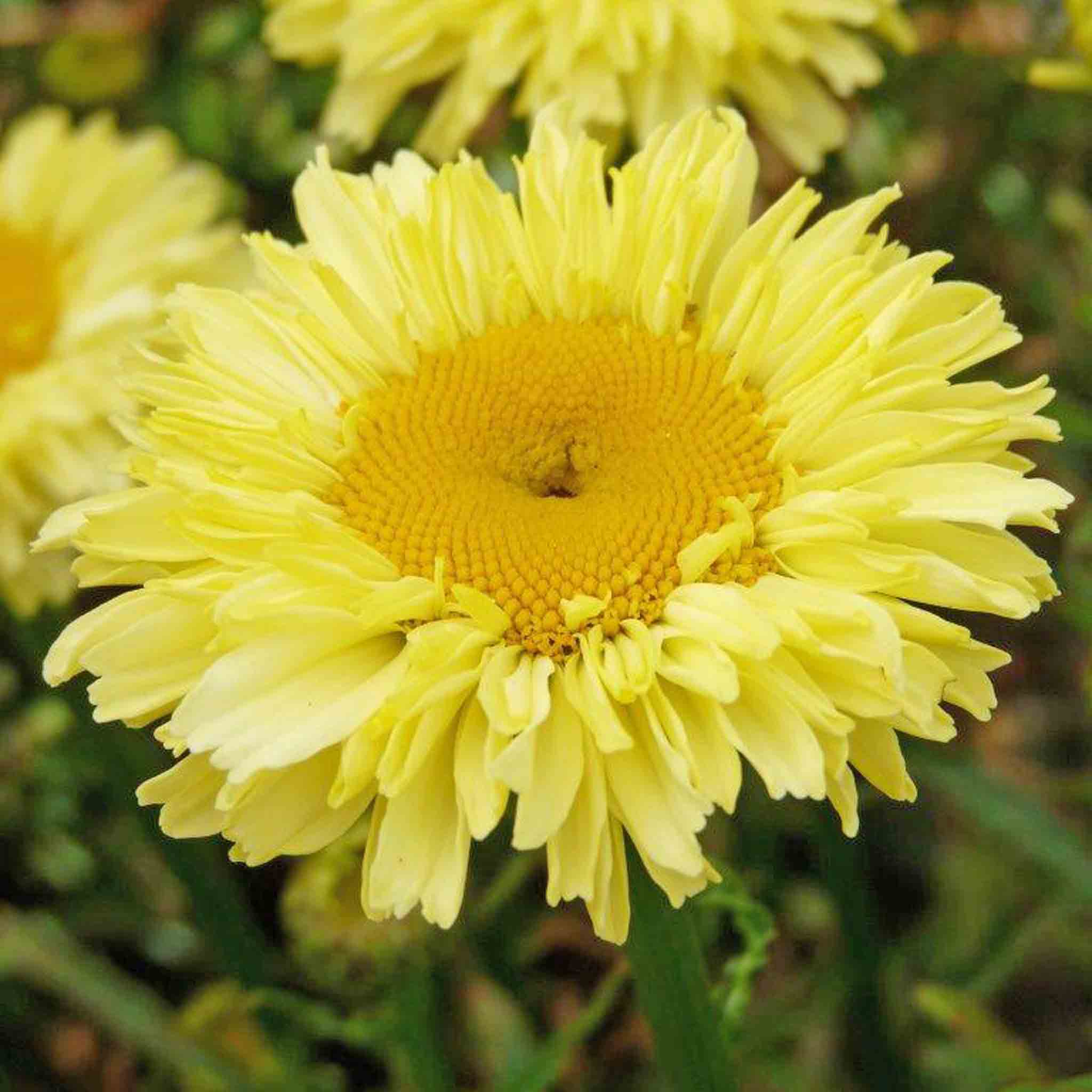 Leucanthemum 'Real Goldcup' - Image 3