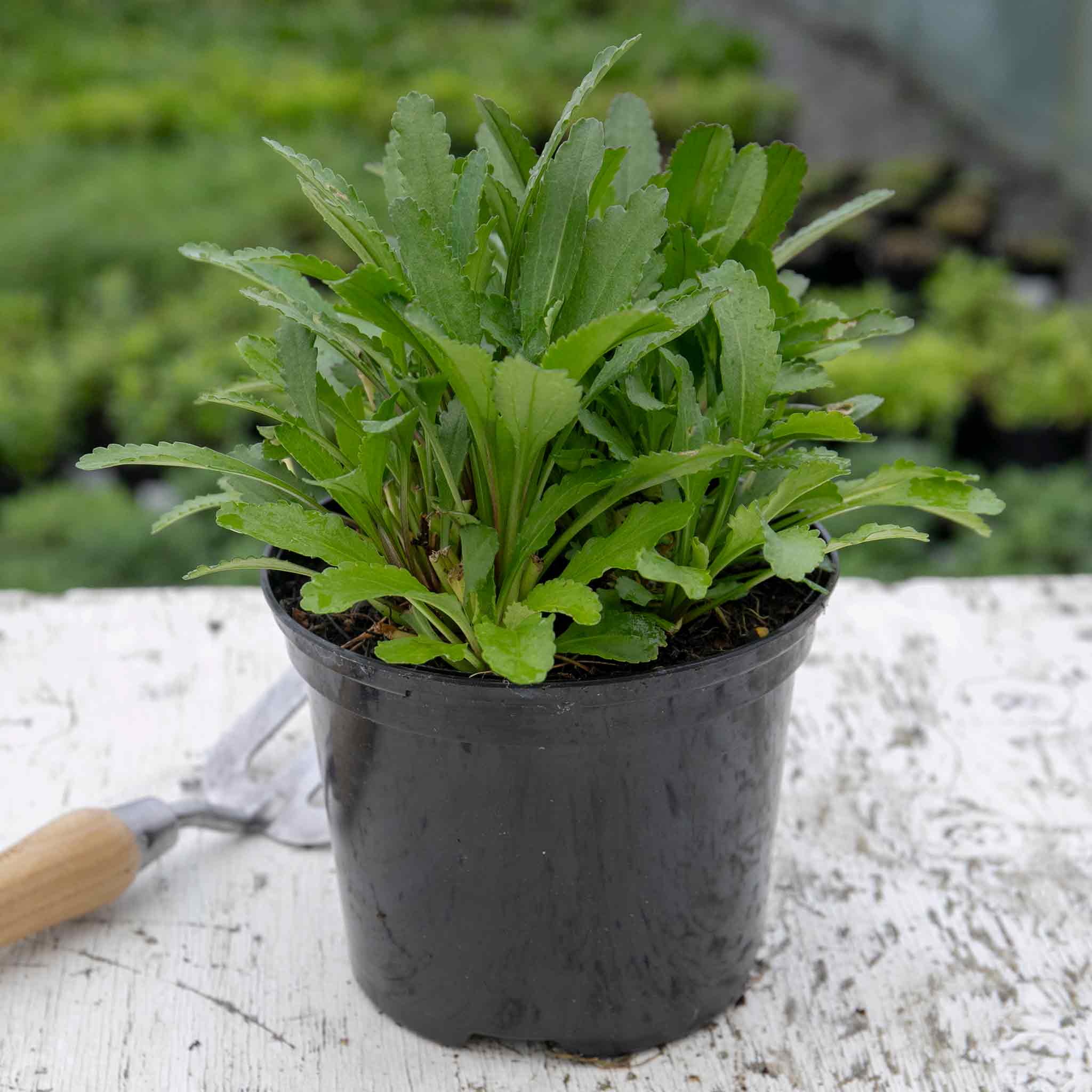 Leucanthemum 'Real Goldcup' - Image 7
