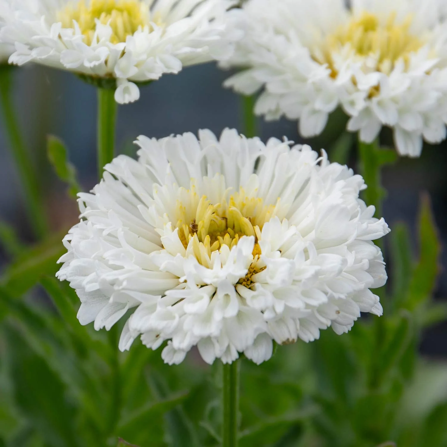 Leucanthemum 'Real Snowball' - Image 3