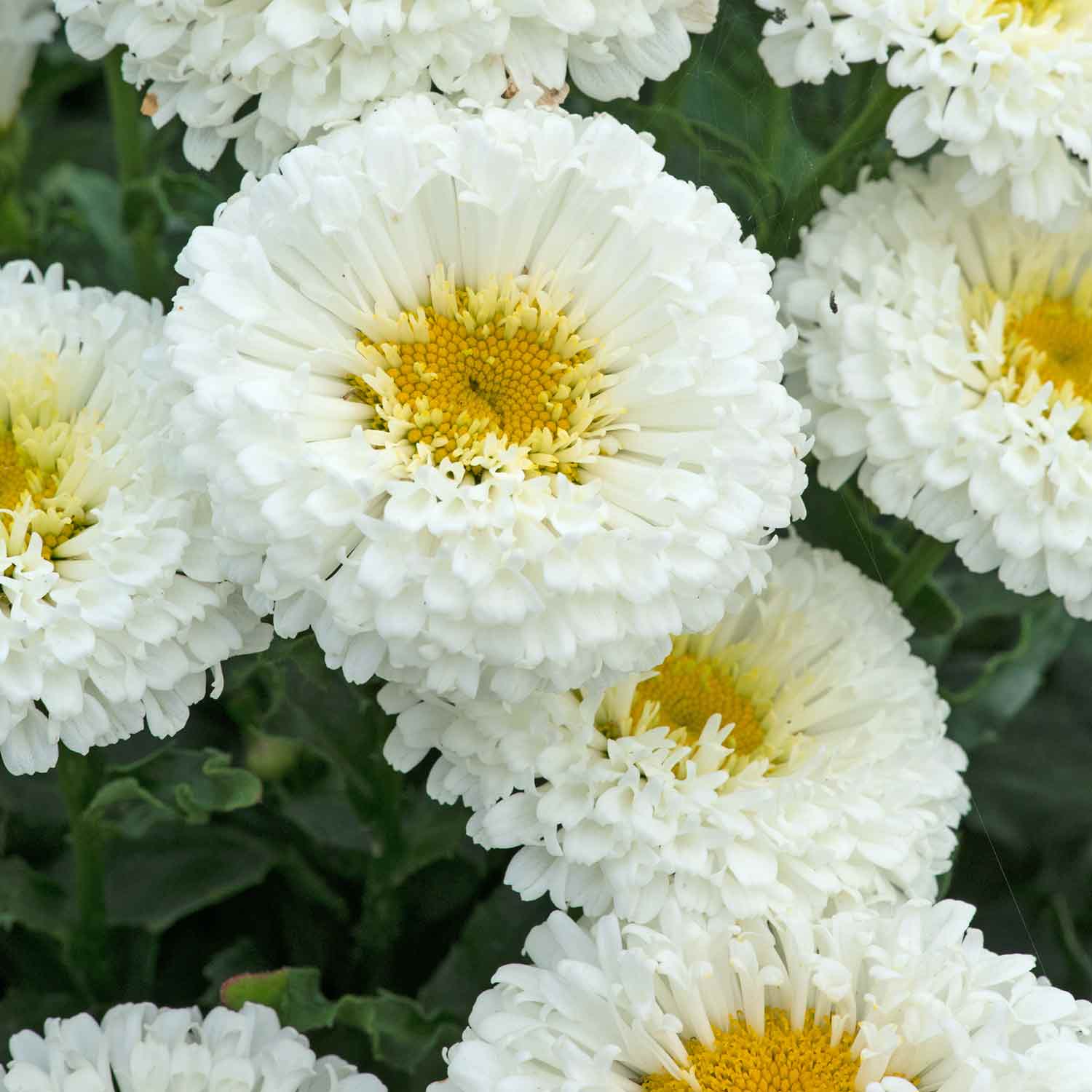 Leucanthemum 'Real Snowball' - Image 4