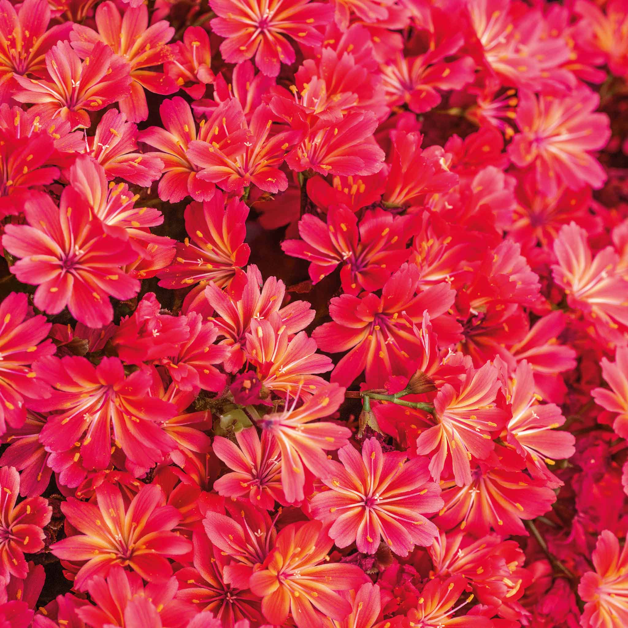 Lewisia 'Sunset Glow' - Image 3
