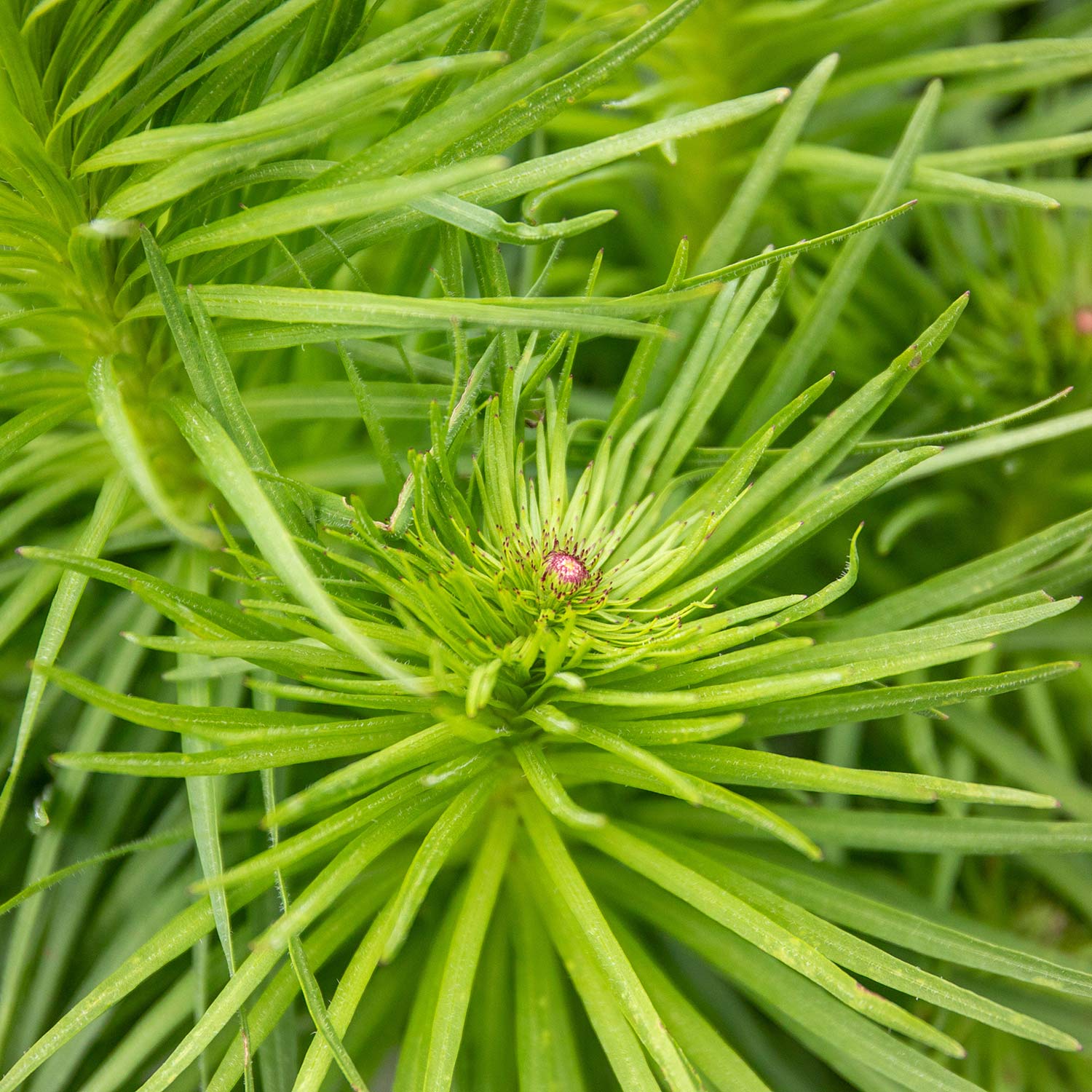 Liatris 'Spicata' - Image 4