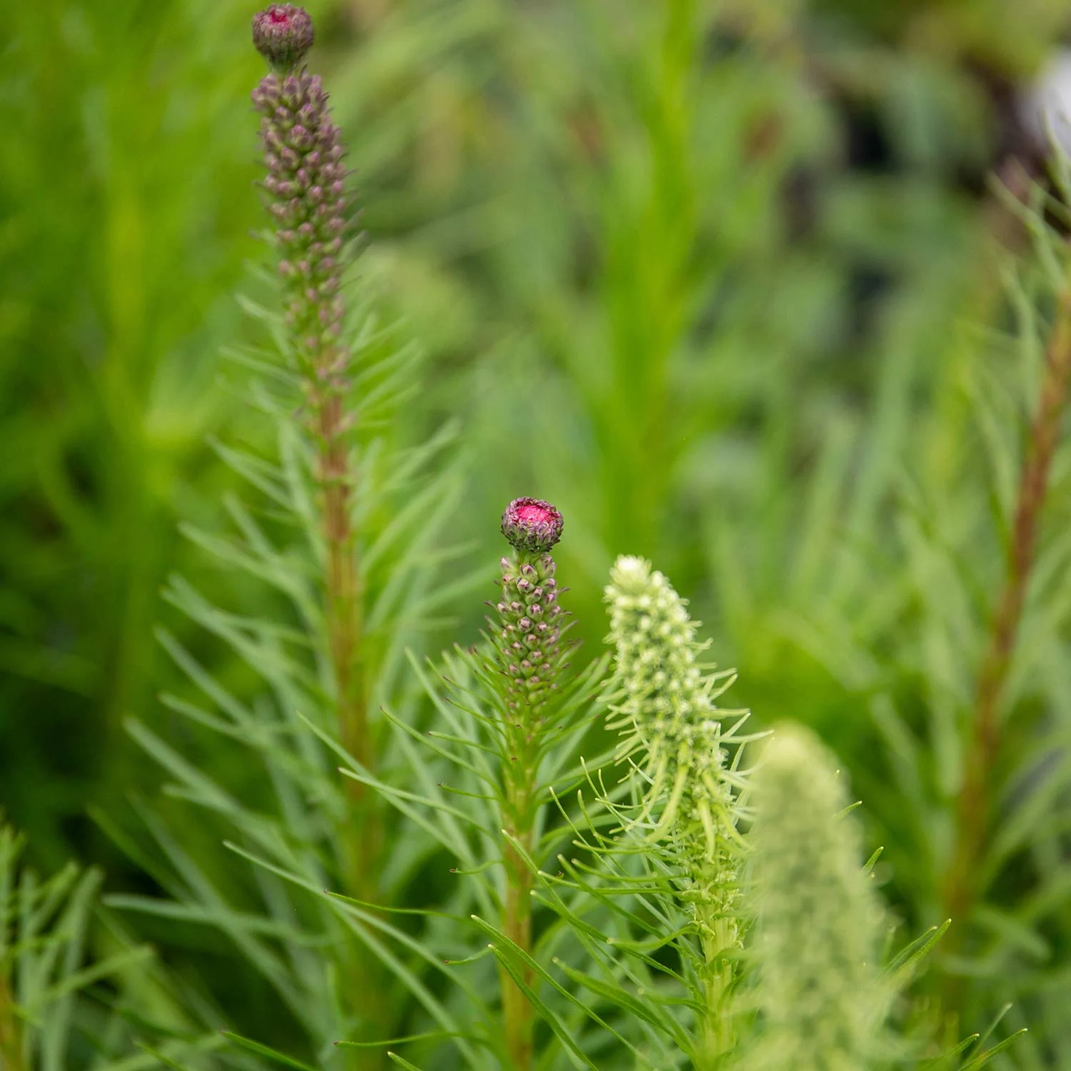 Liatris 'Spicata' - Image 6