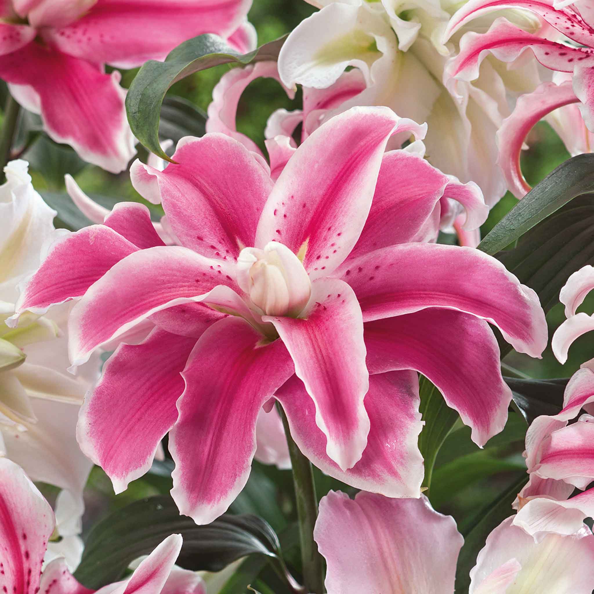 Lily 'Oriental Double Mix' - Image 2