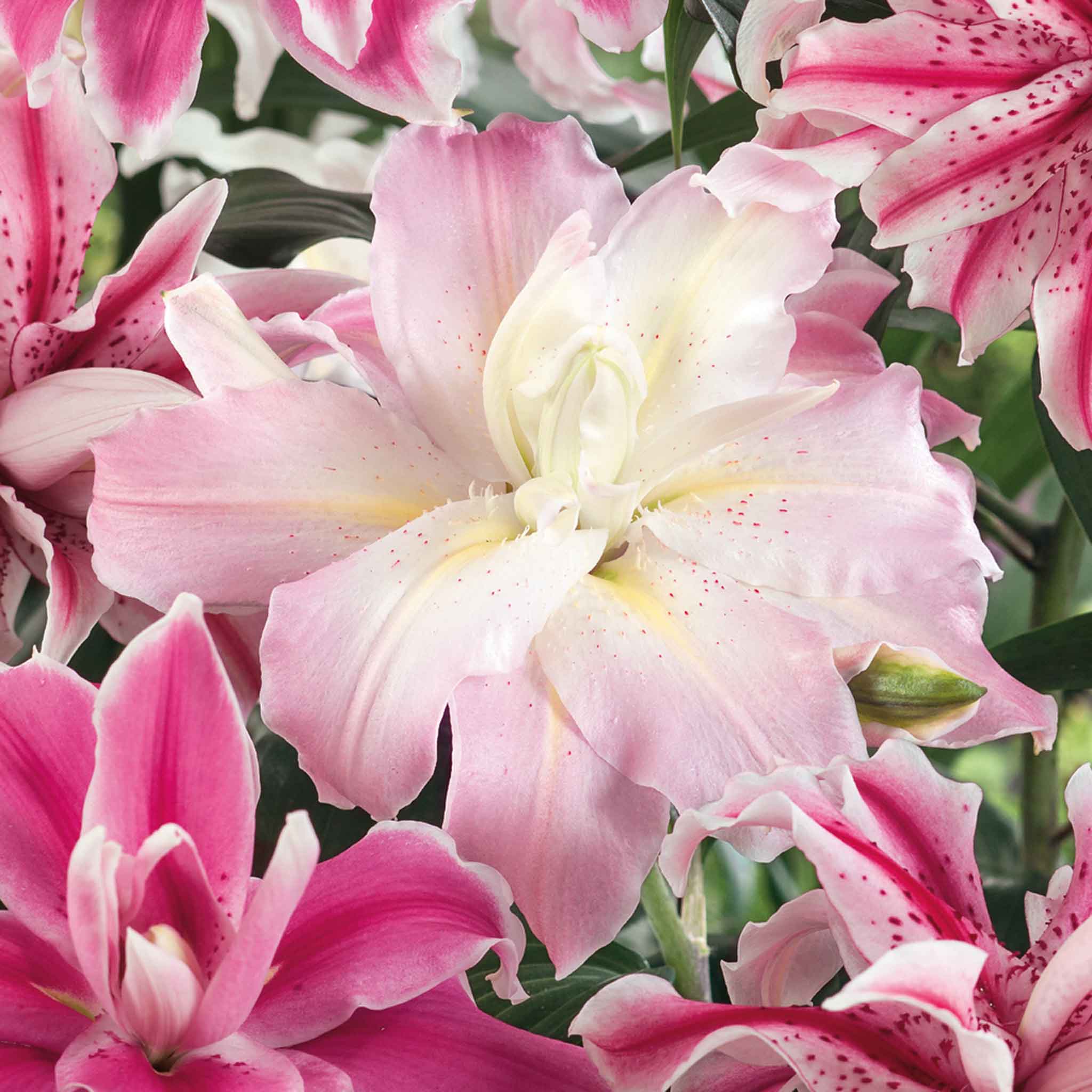 Lily 'Oriental Double Mix' - Image 4