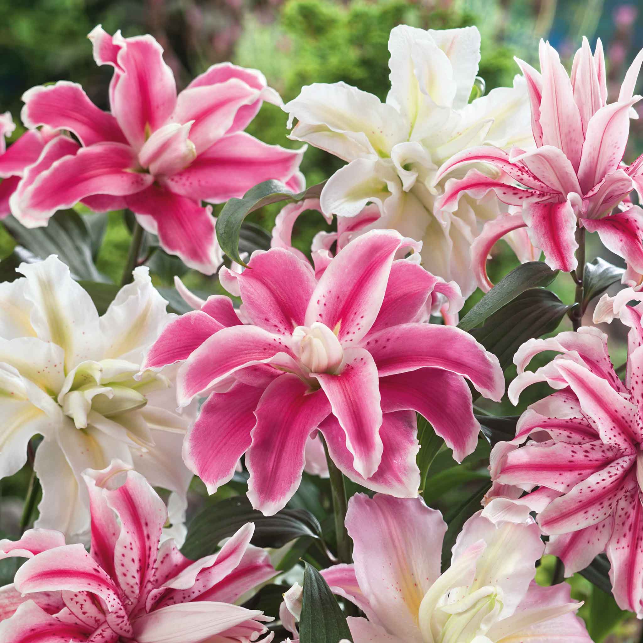 Lily 'Oriental Double Mix' - Image 6