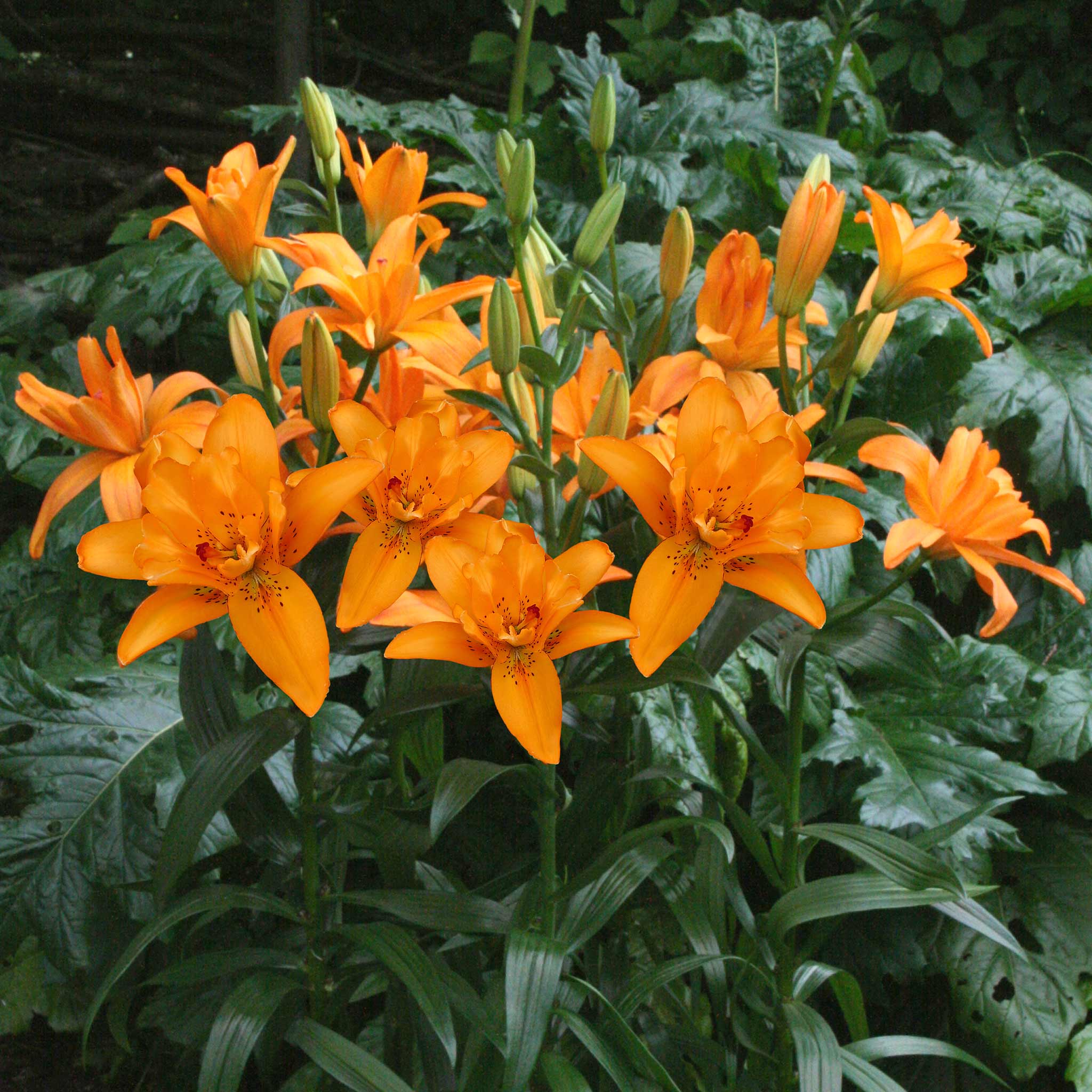Lily 'Pollen Free Mix' - Image 6