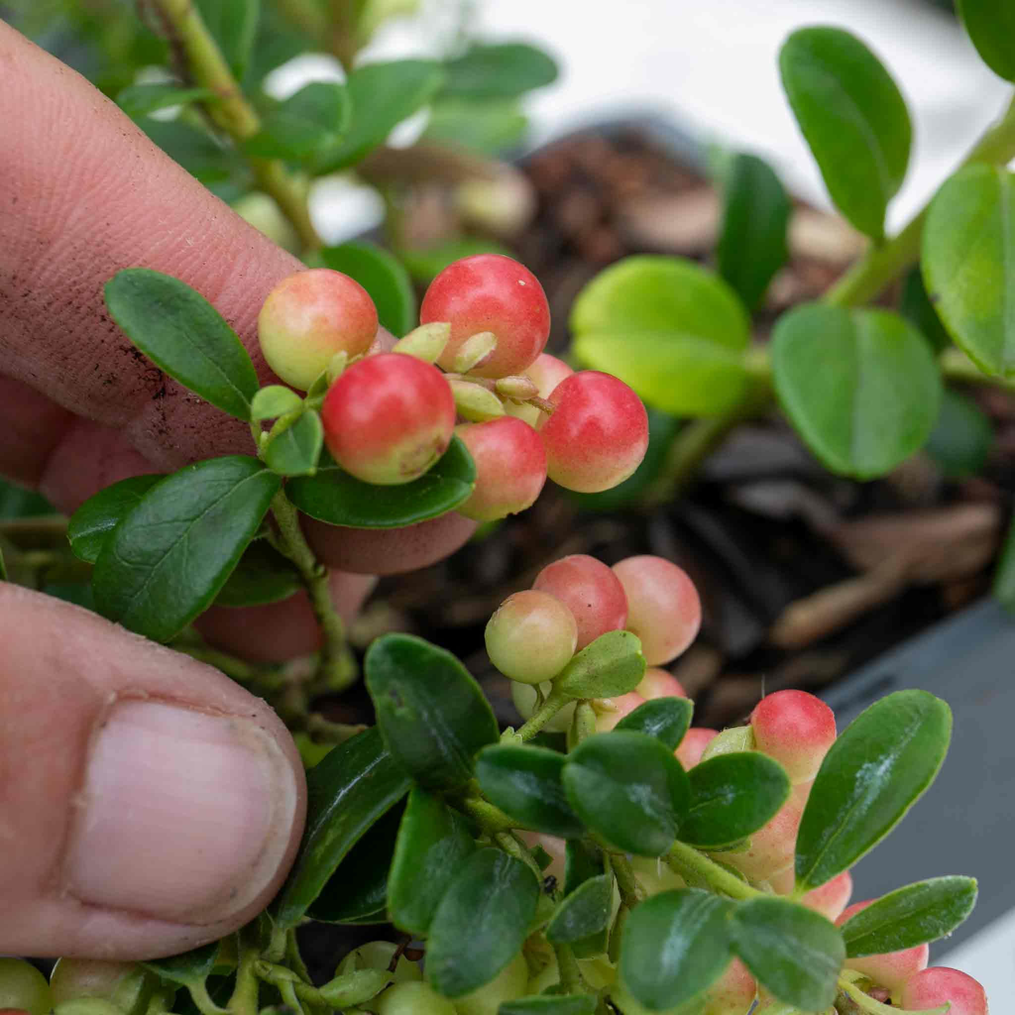 Lingonberry Plant - Image 2