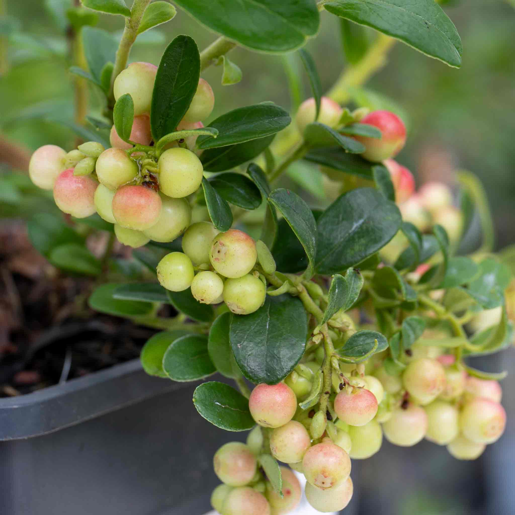 Lingonberry Plant - Image 6