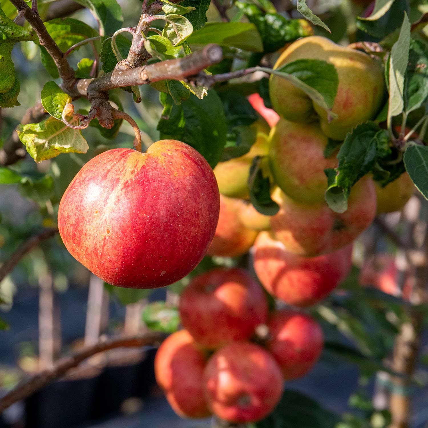 Apple 'Little Pax'
