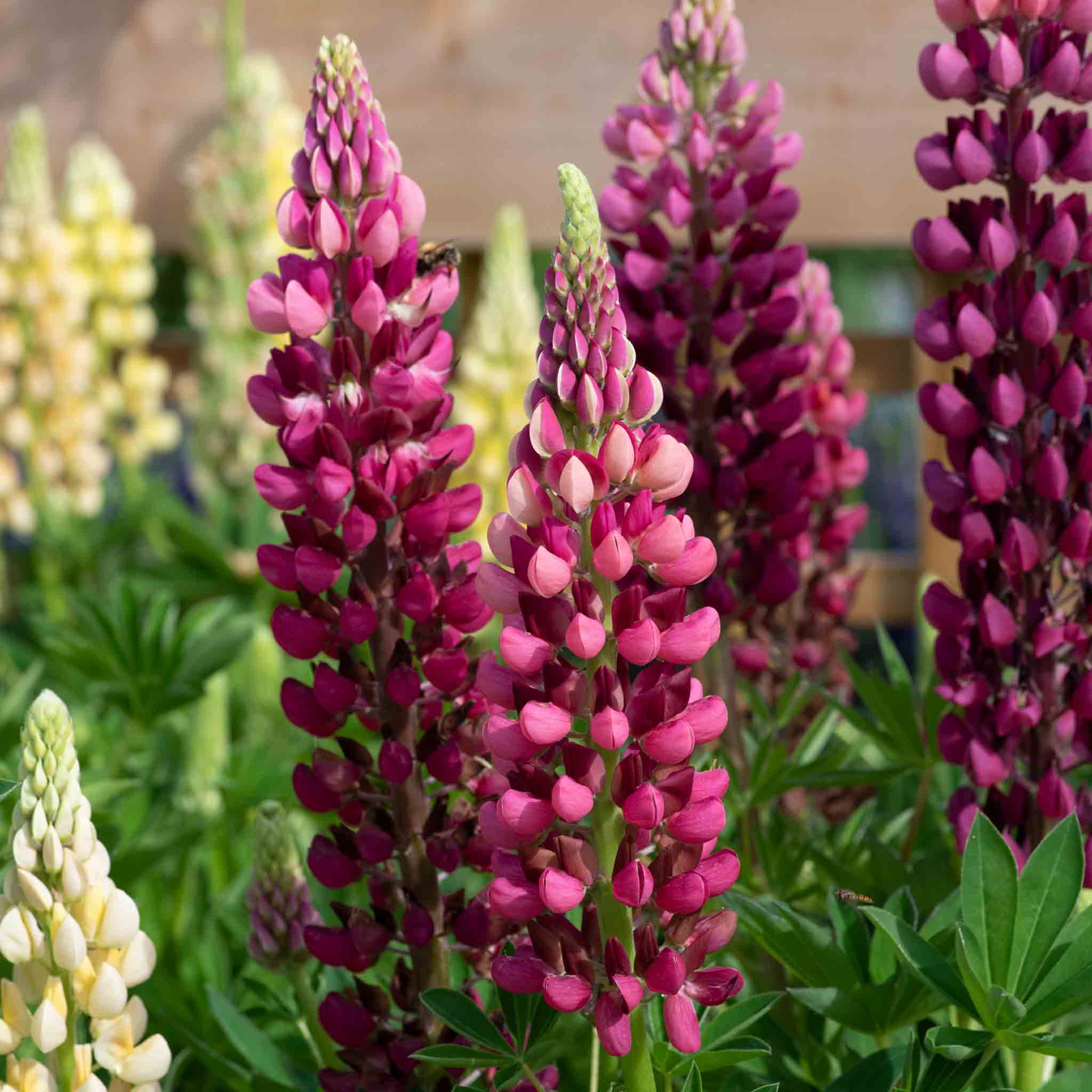 Lupin 'Legendary Red Shades' - Image 3