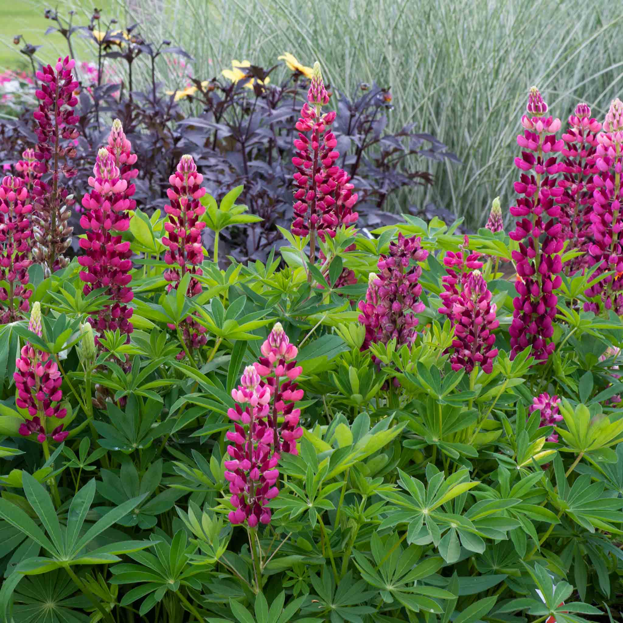 Lupin 'Legendary Red Shades' - Image 4