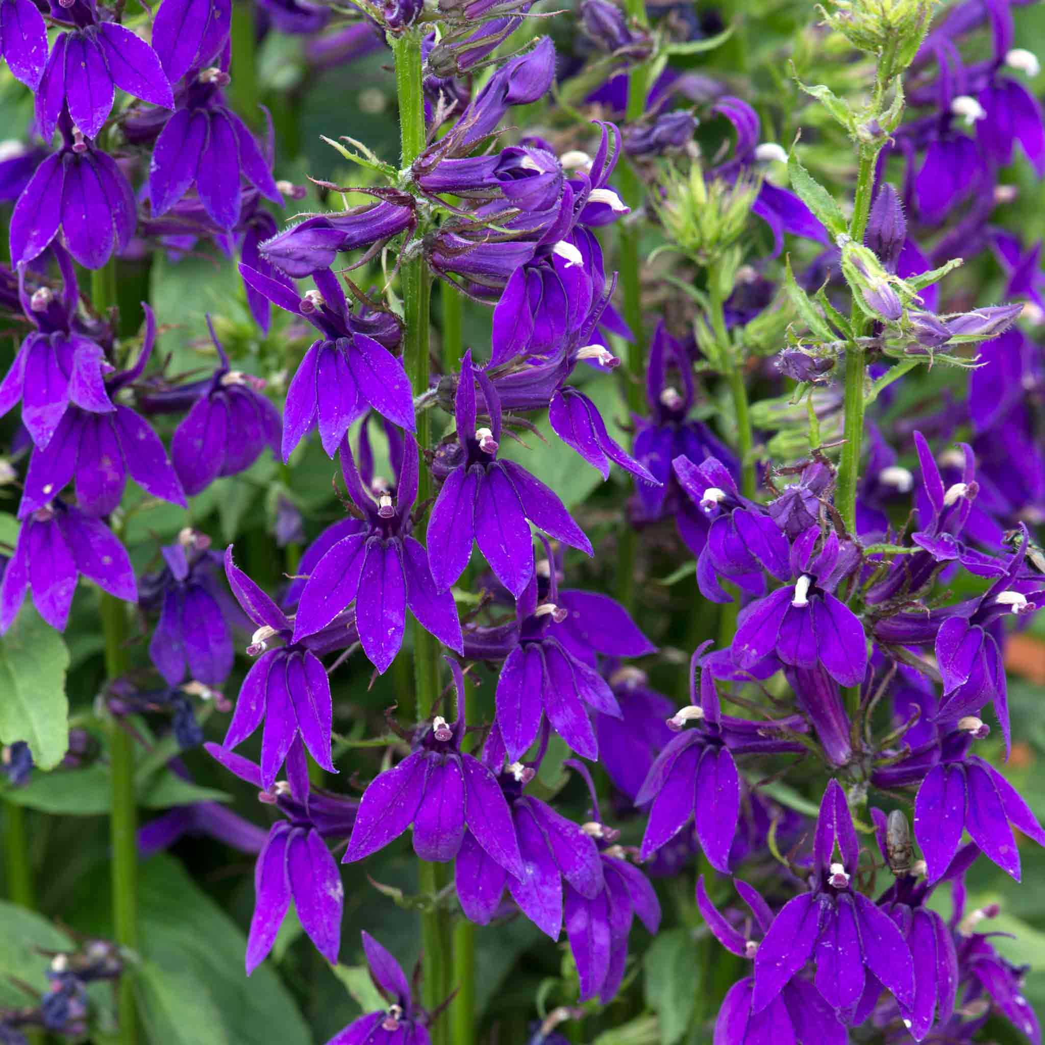 Lobelia 'Starship Blue' - Image 7
