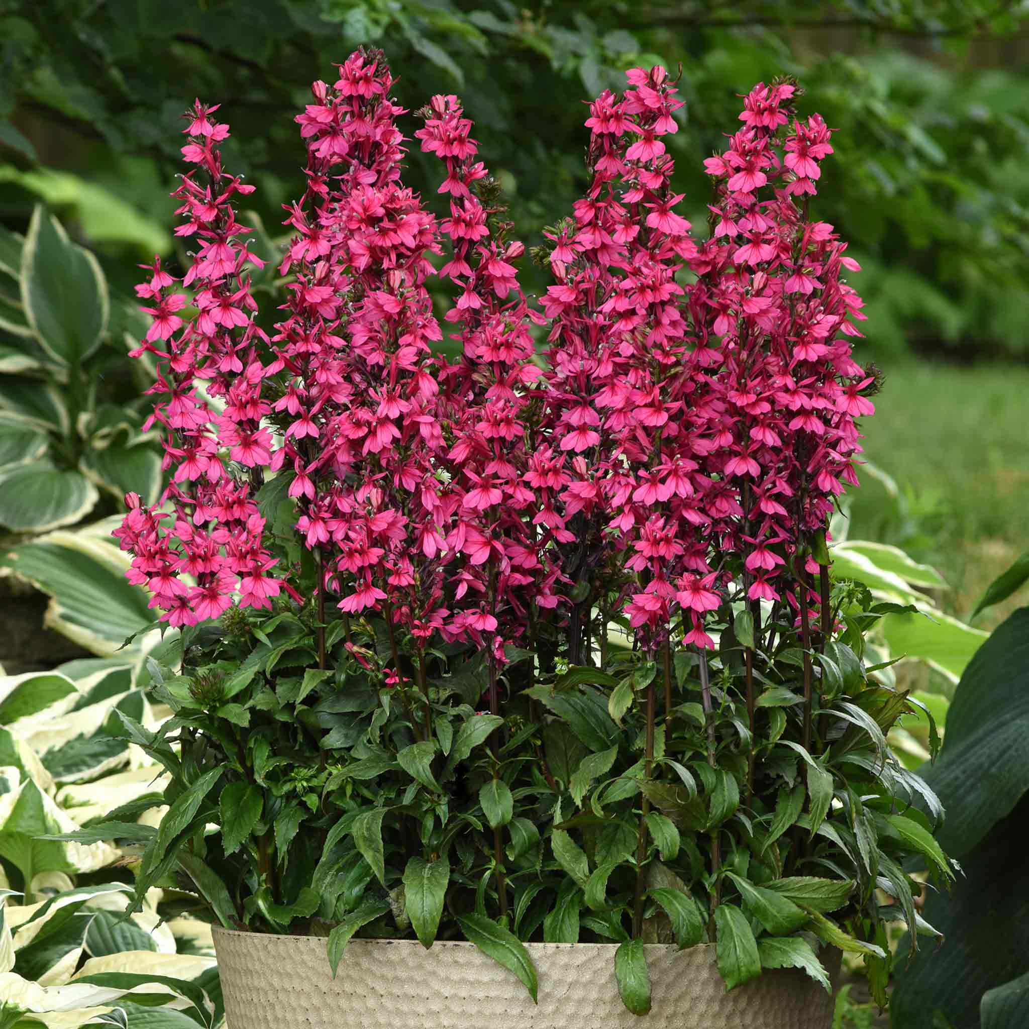 Lobelia 'Starship Deep Rose' - Image 3