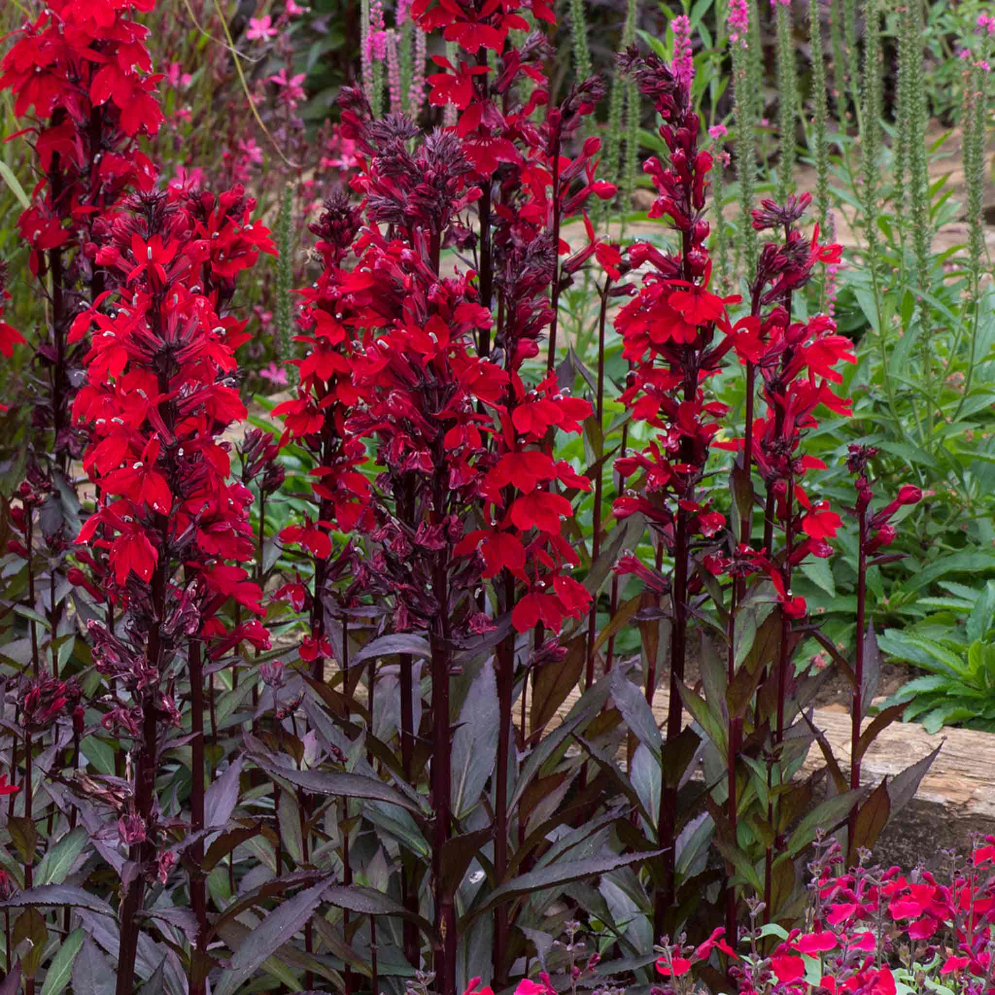 Lobelia 'Starship Scarlet Bronze Leaf' - Image 6