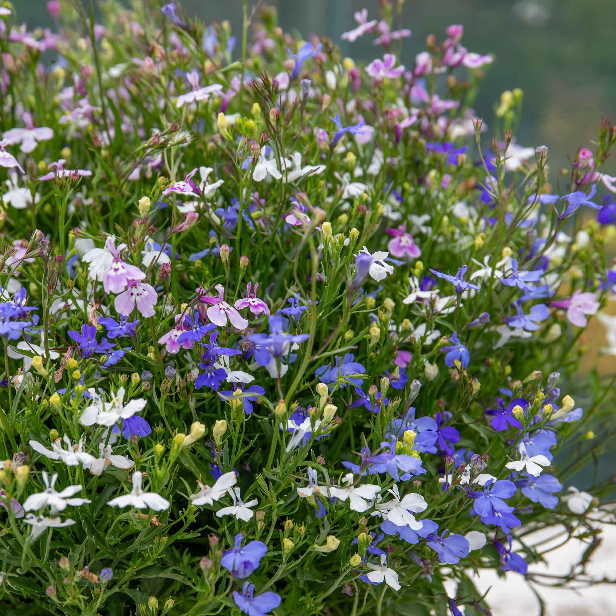 Lobelia 'Wonderfall Mixed' - Image 7