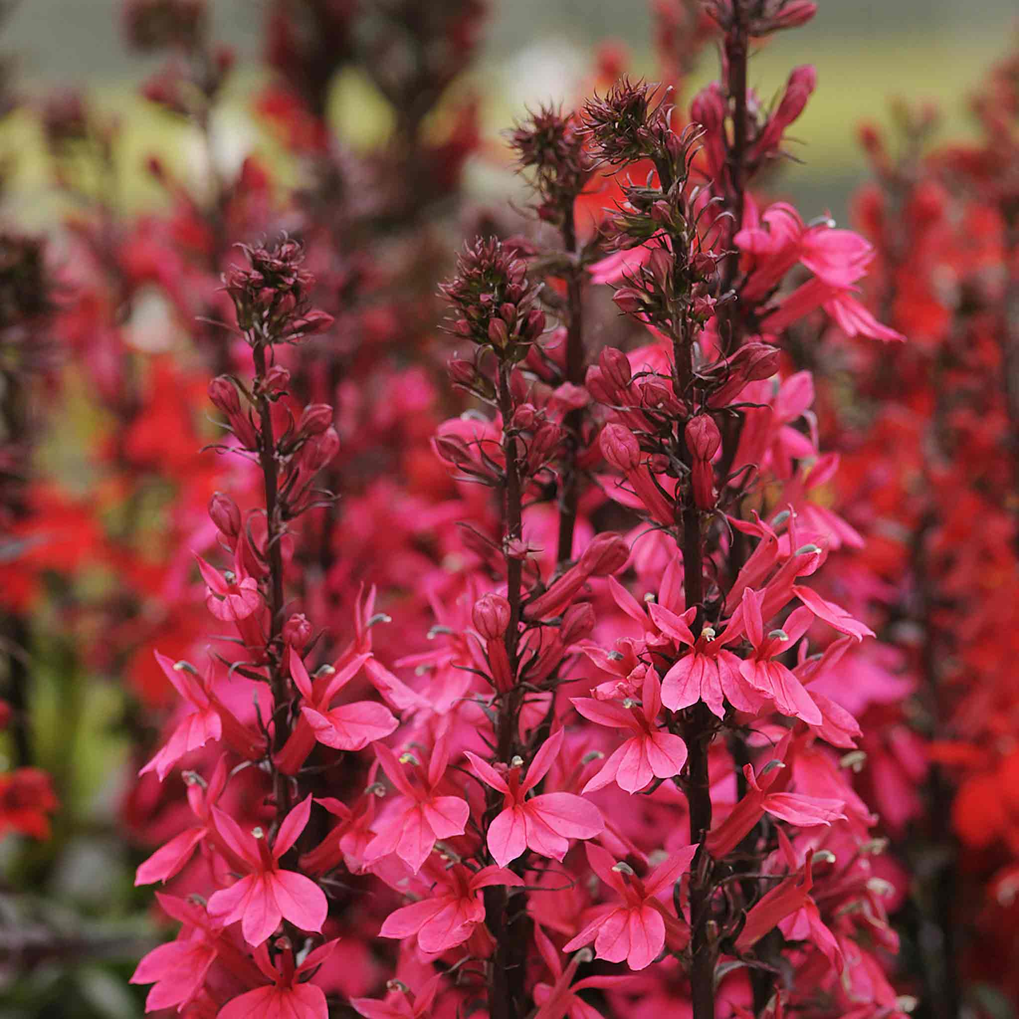 Lobelia Starship Collection - Image 8