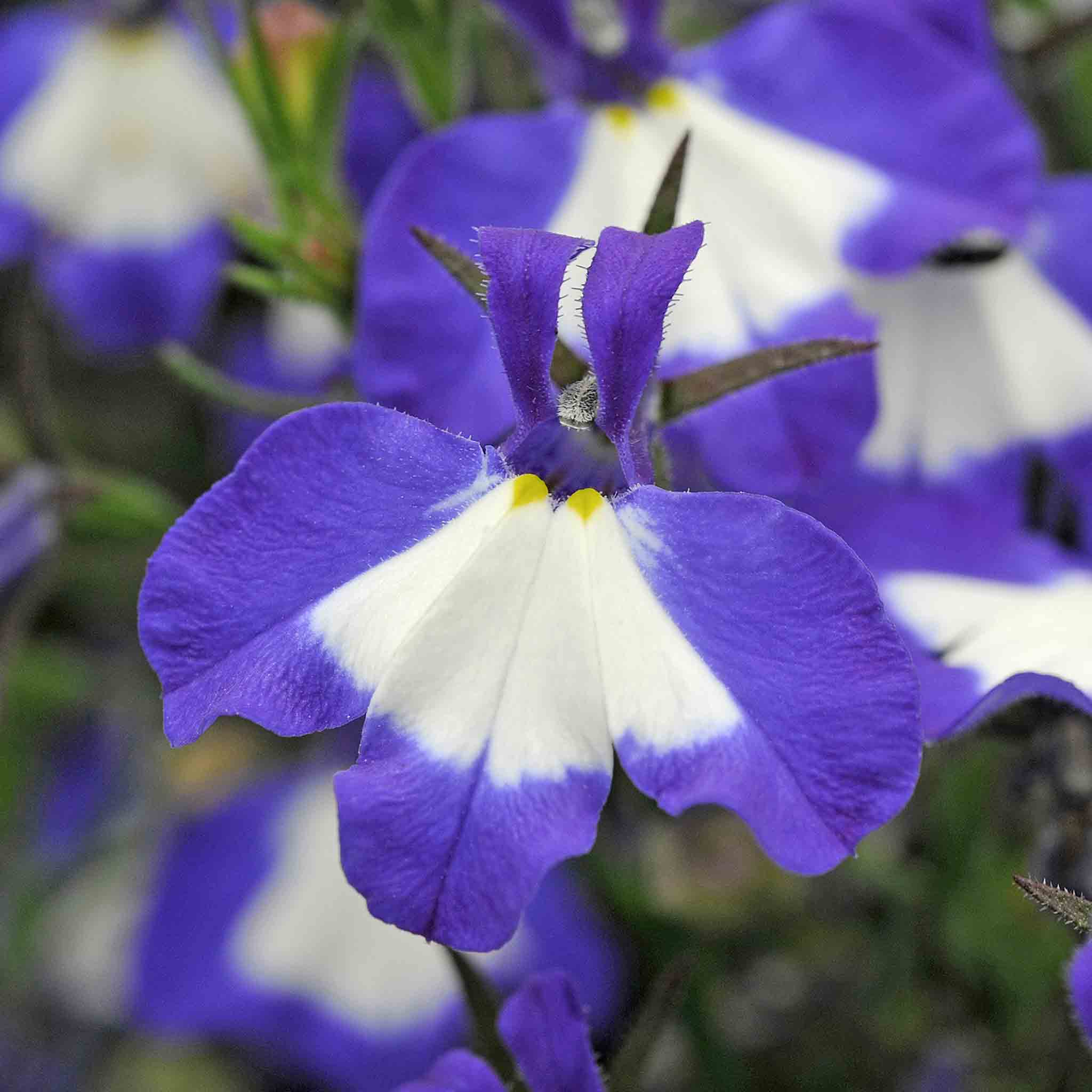 Lobelia 'Waterfall Blue Ice' - Image 2