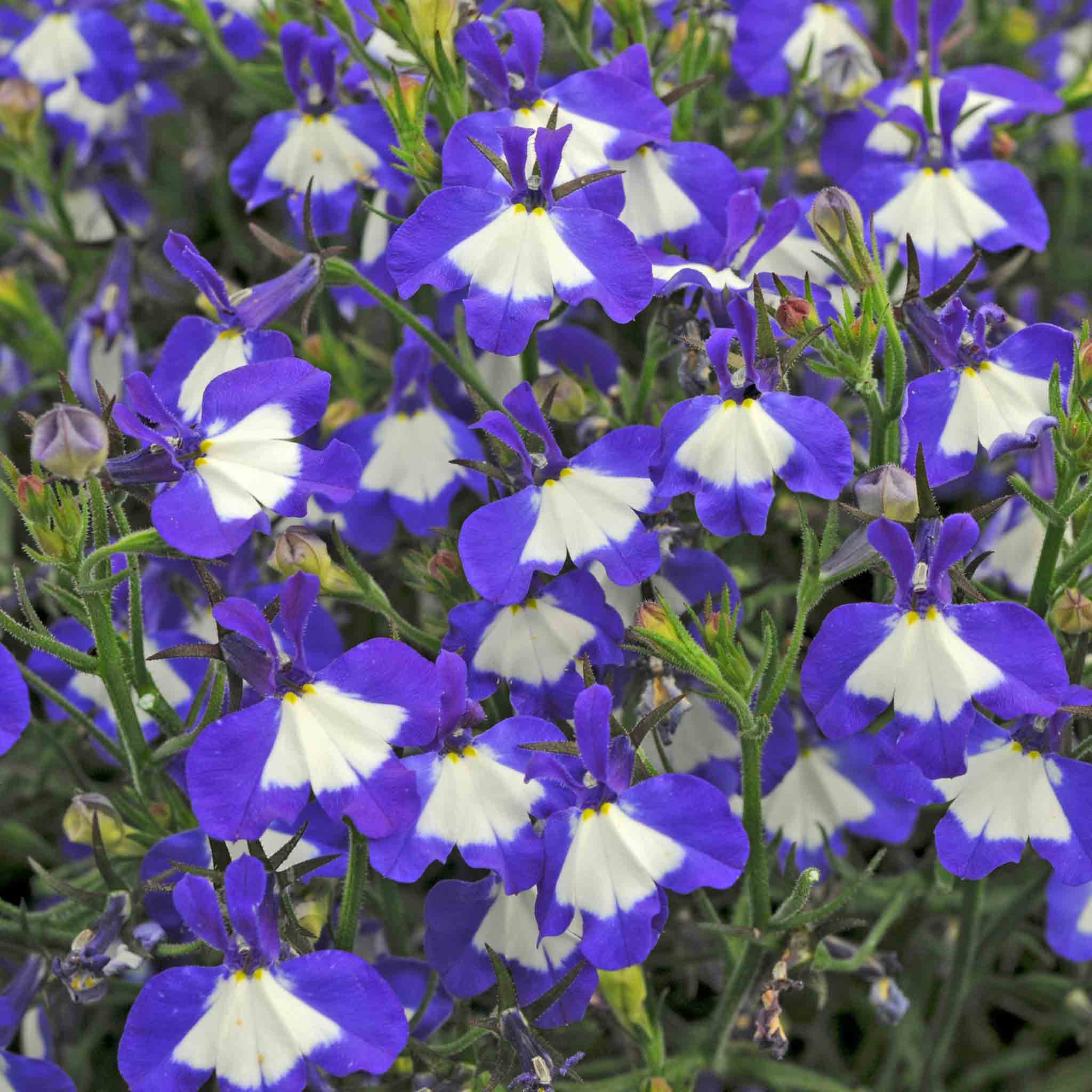 Lobelia 'Waterfall Blue Ice' - Image 3