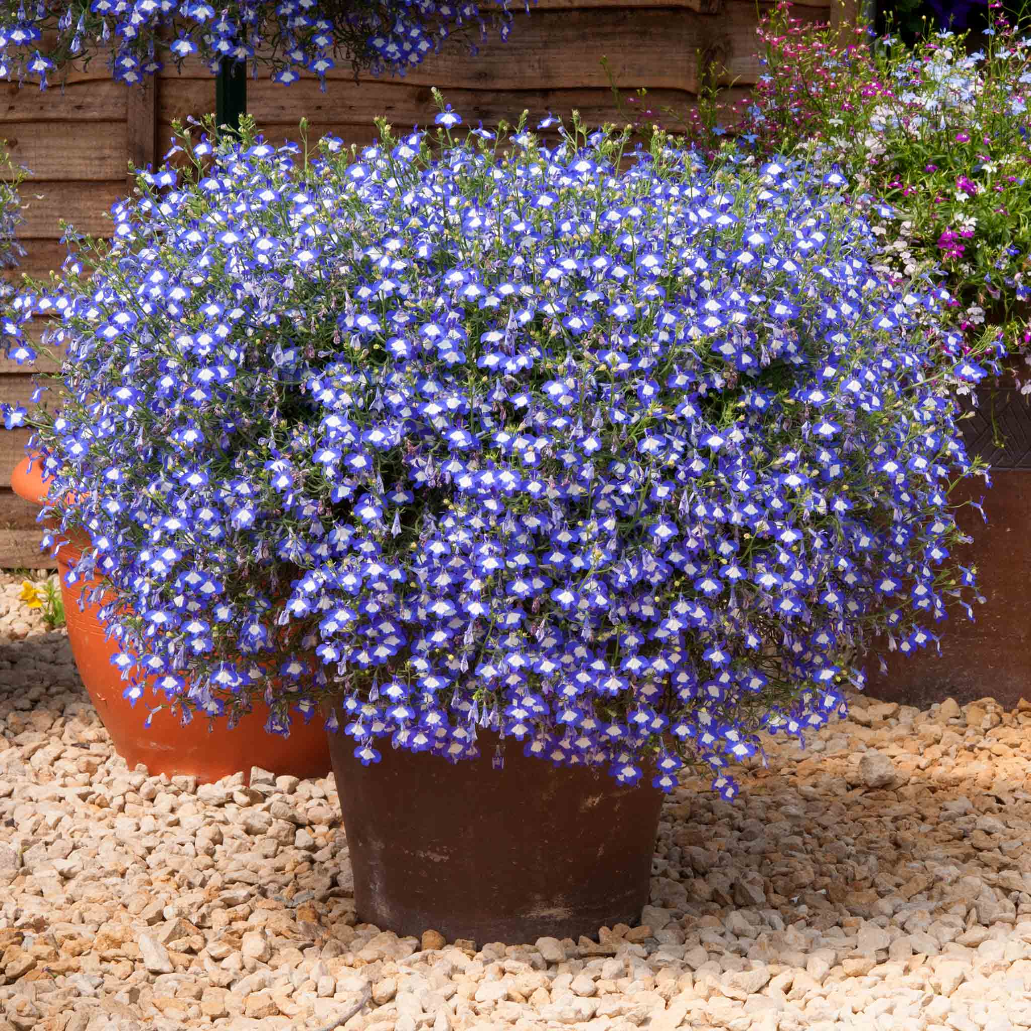 Lobelia 'Waterfall Blue Ice' - Image 4