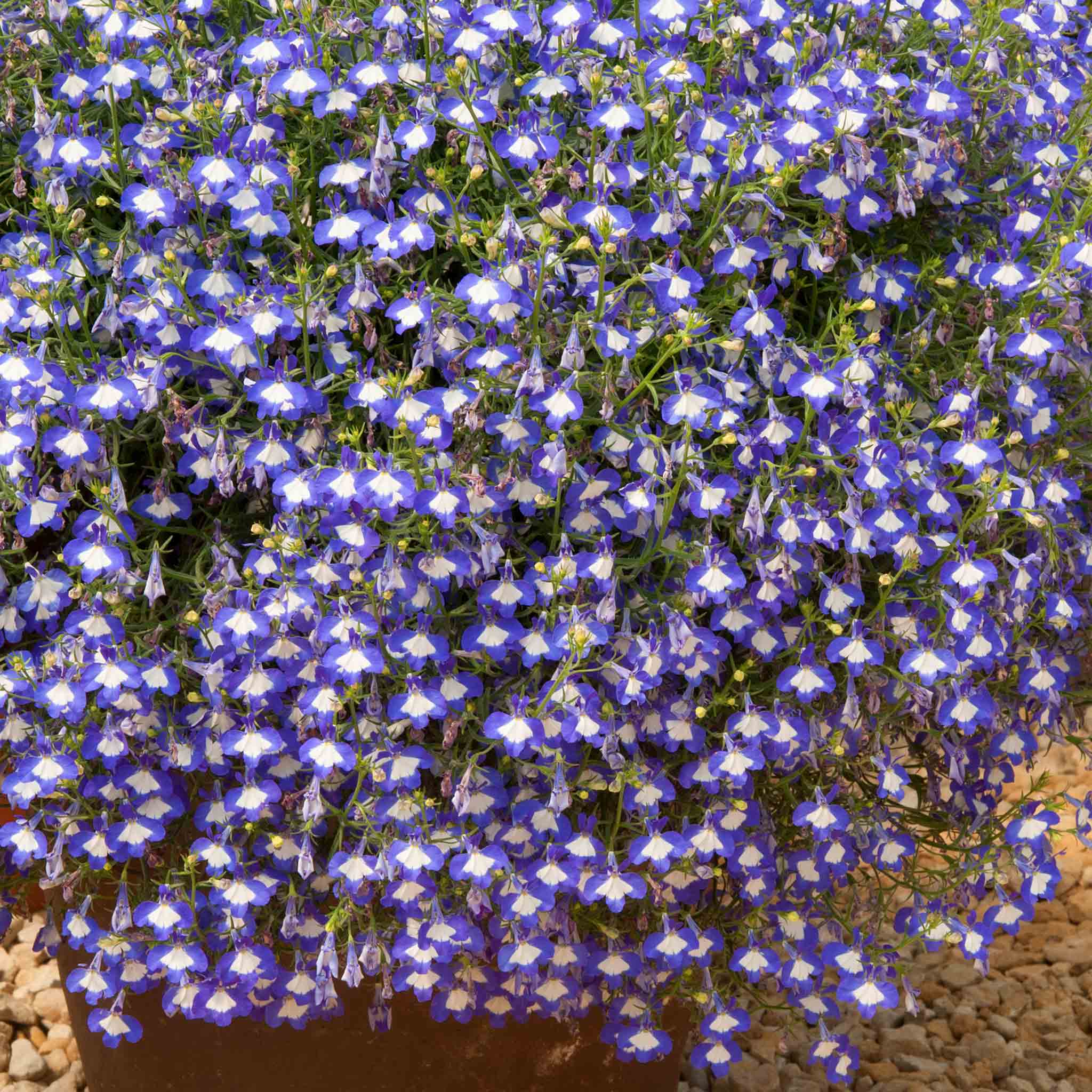 Lobelia 'Waterfall Blue Ice' - Image 6