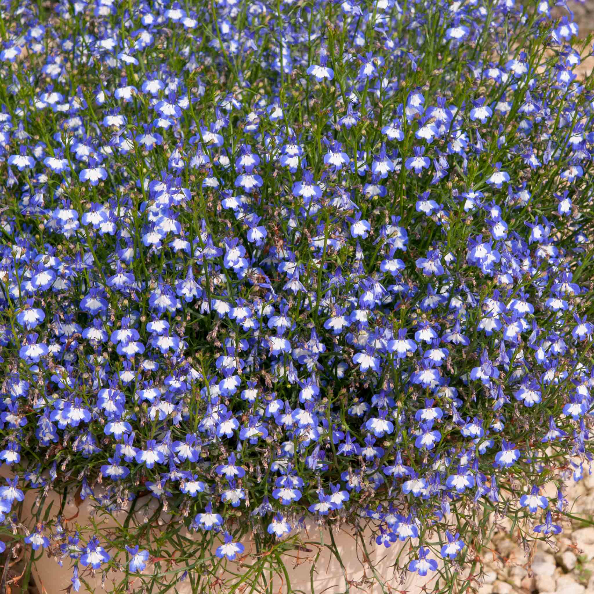 Lobelia 'Waterfall Blue Ice' - Image 7