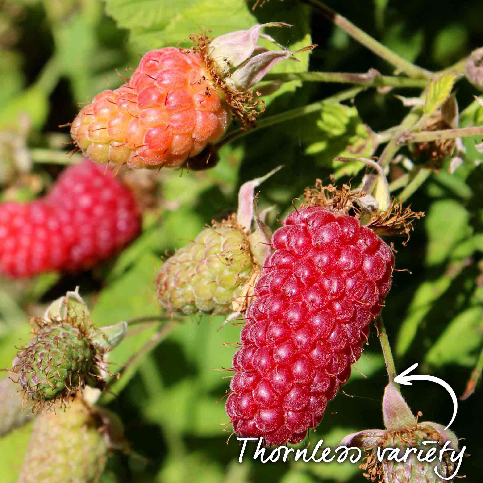 Loganberry 'LY654' - Image 3