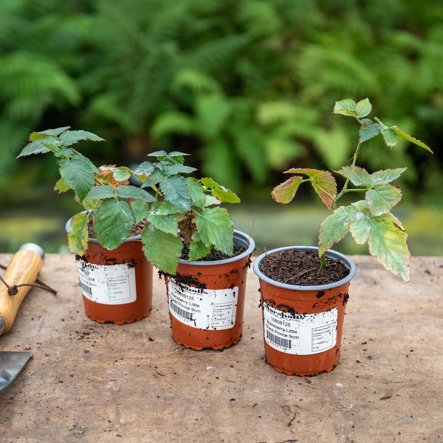 Lowberry® Blackberry 'Little Black Prince' - Image 6