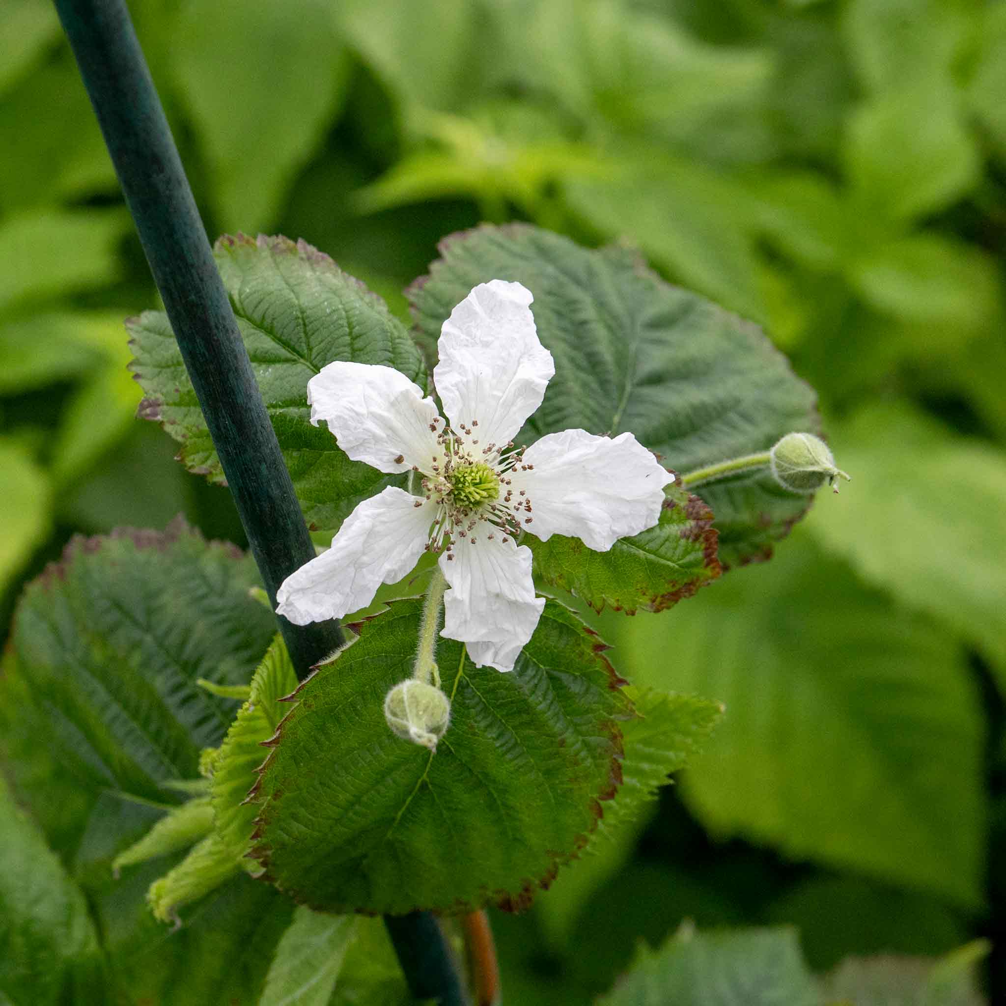 Lowberry® Blackberry 'Little Black Prince' - Image 8
