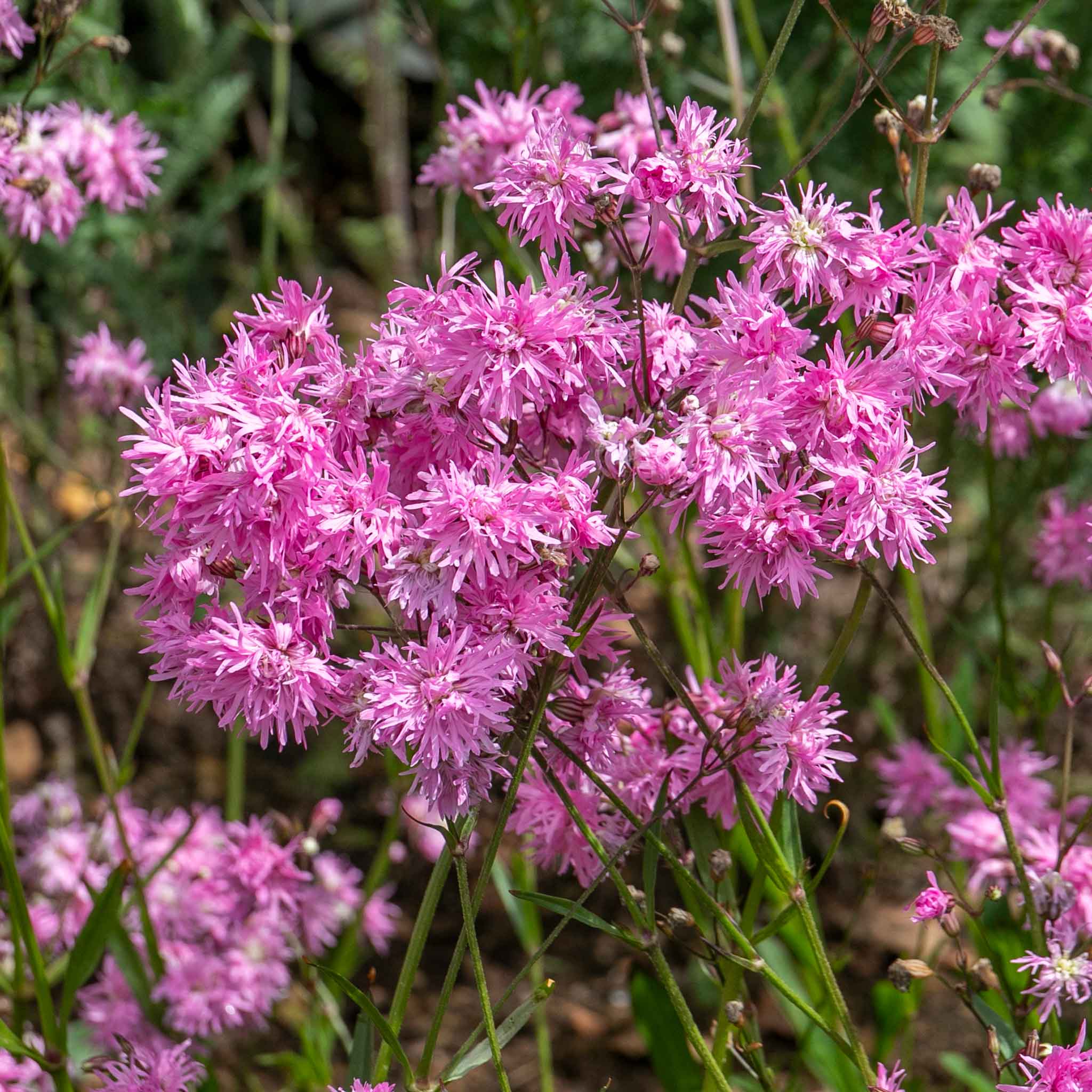 Lychnis 'Petite Jenny' - Image 7