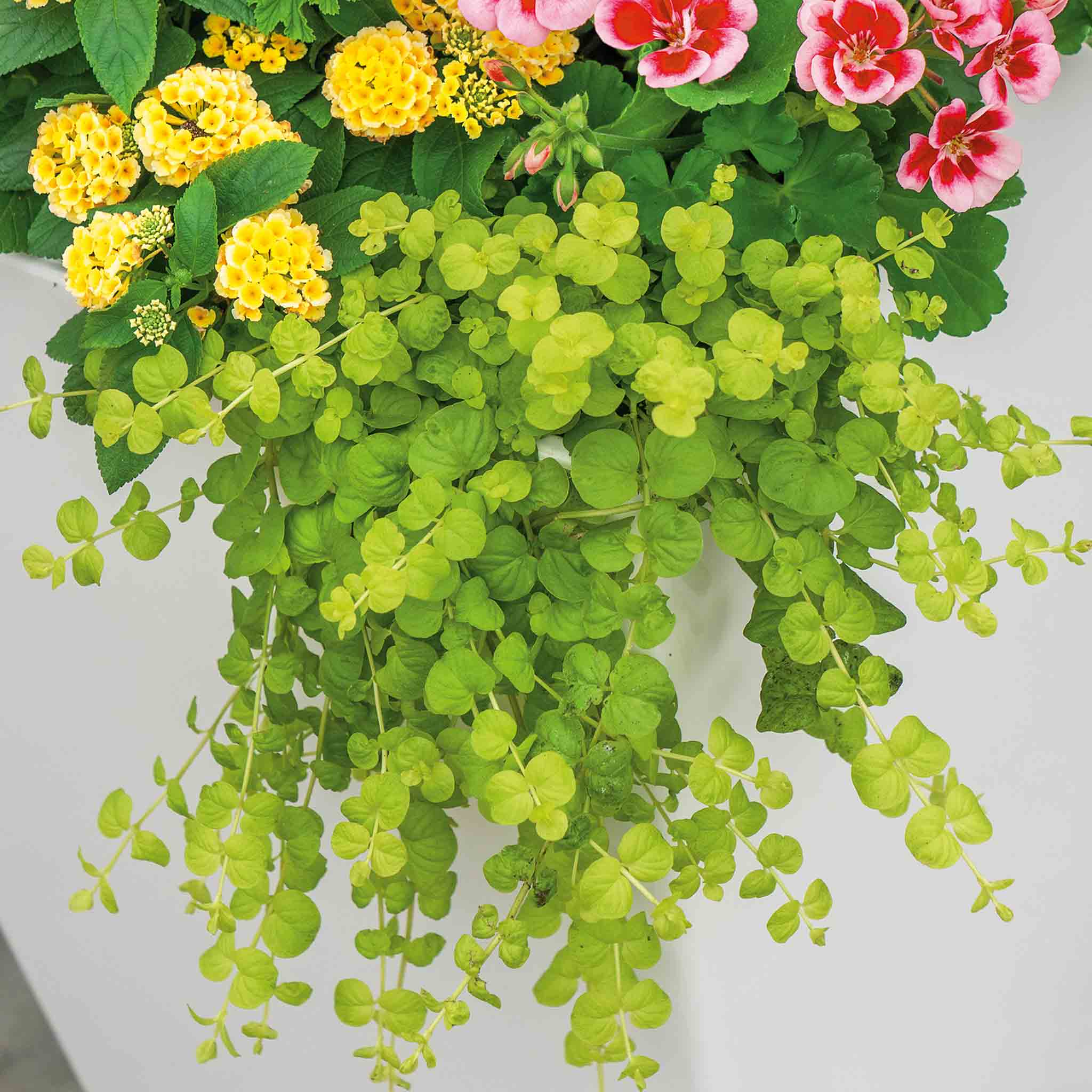 Lysimachia 'Goldilocks' - Image 3