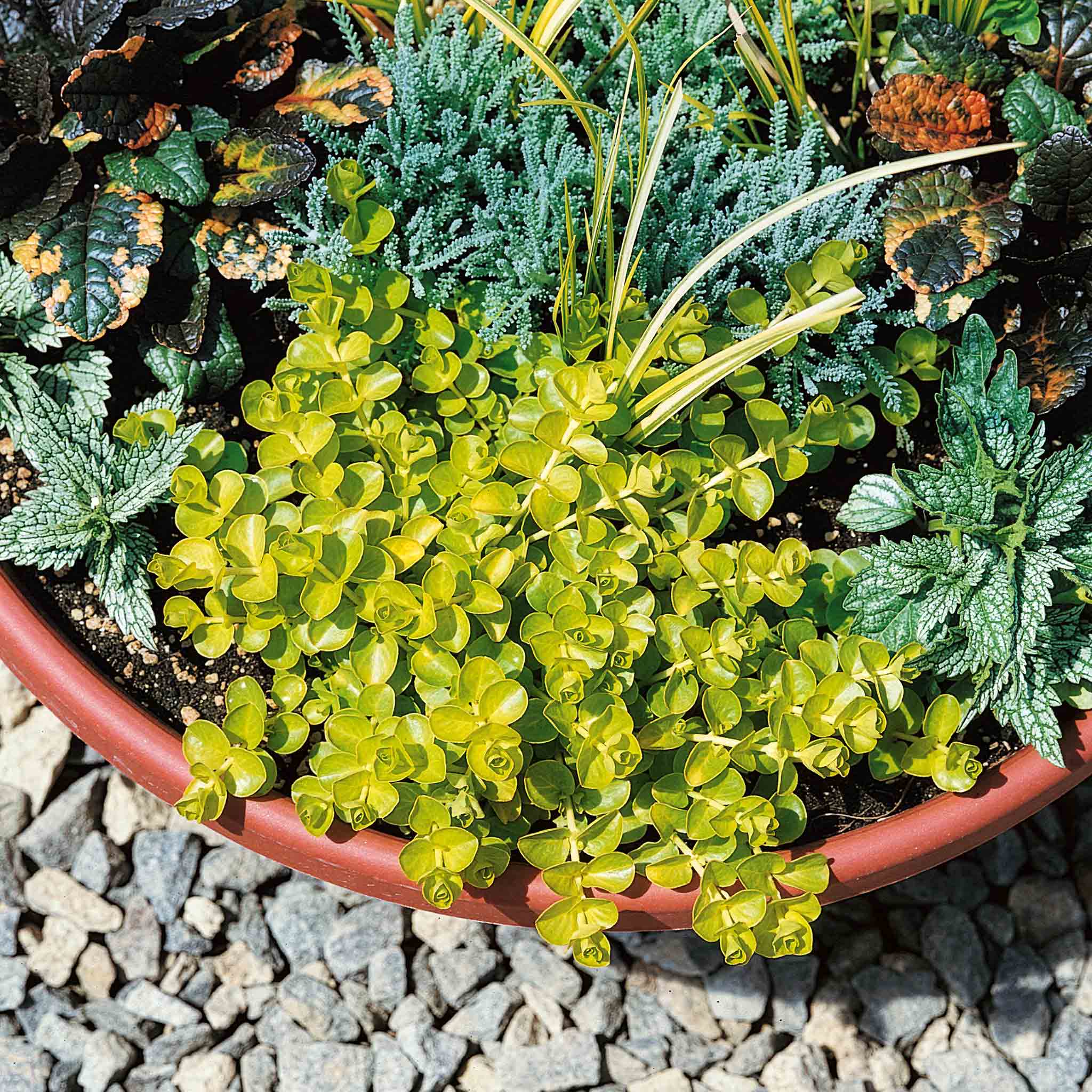 Lysimachia 'Goldilocks' - Image 4