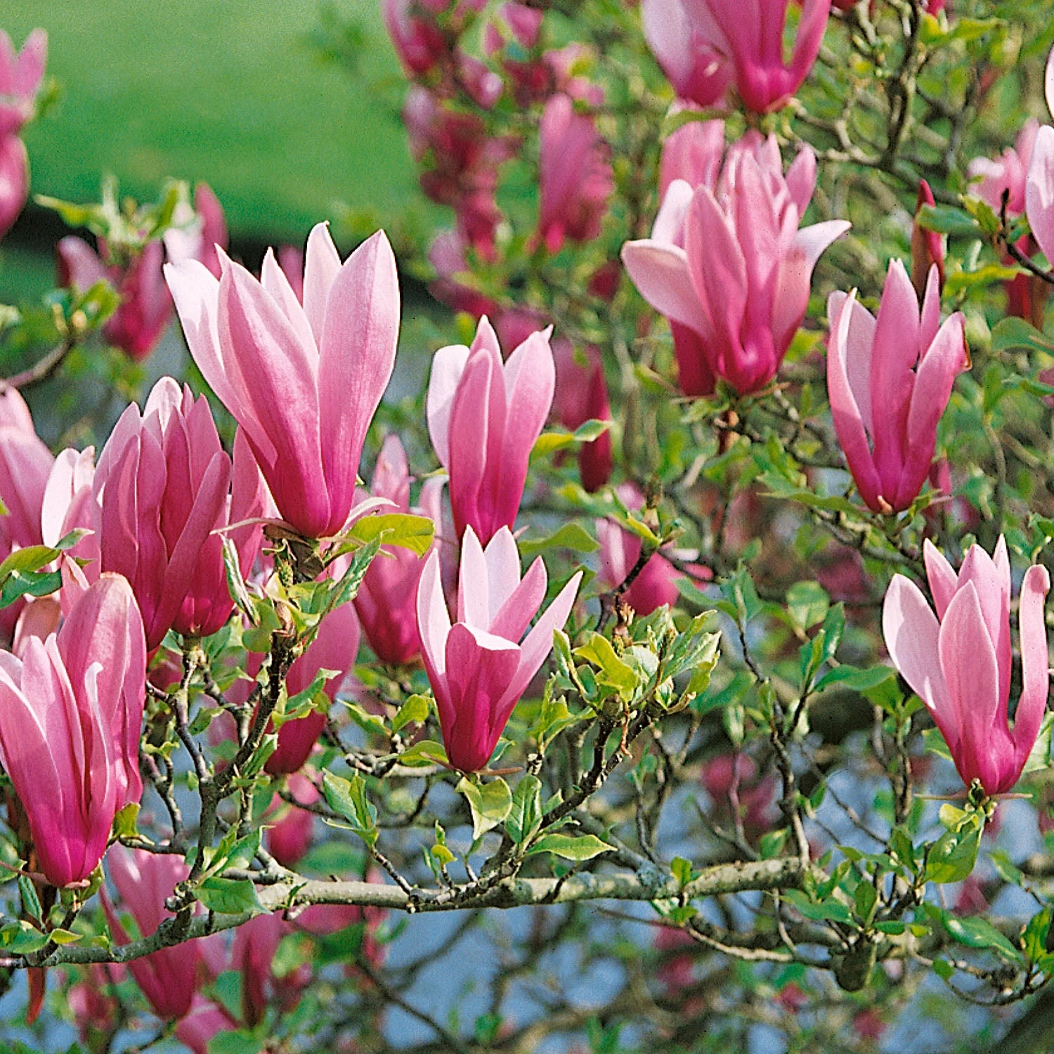Magnolia liliflora 'Nigra' - Image 4