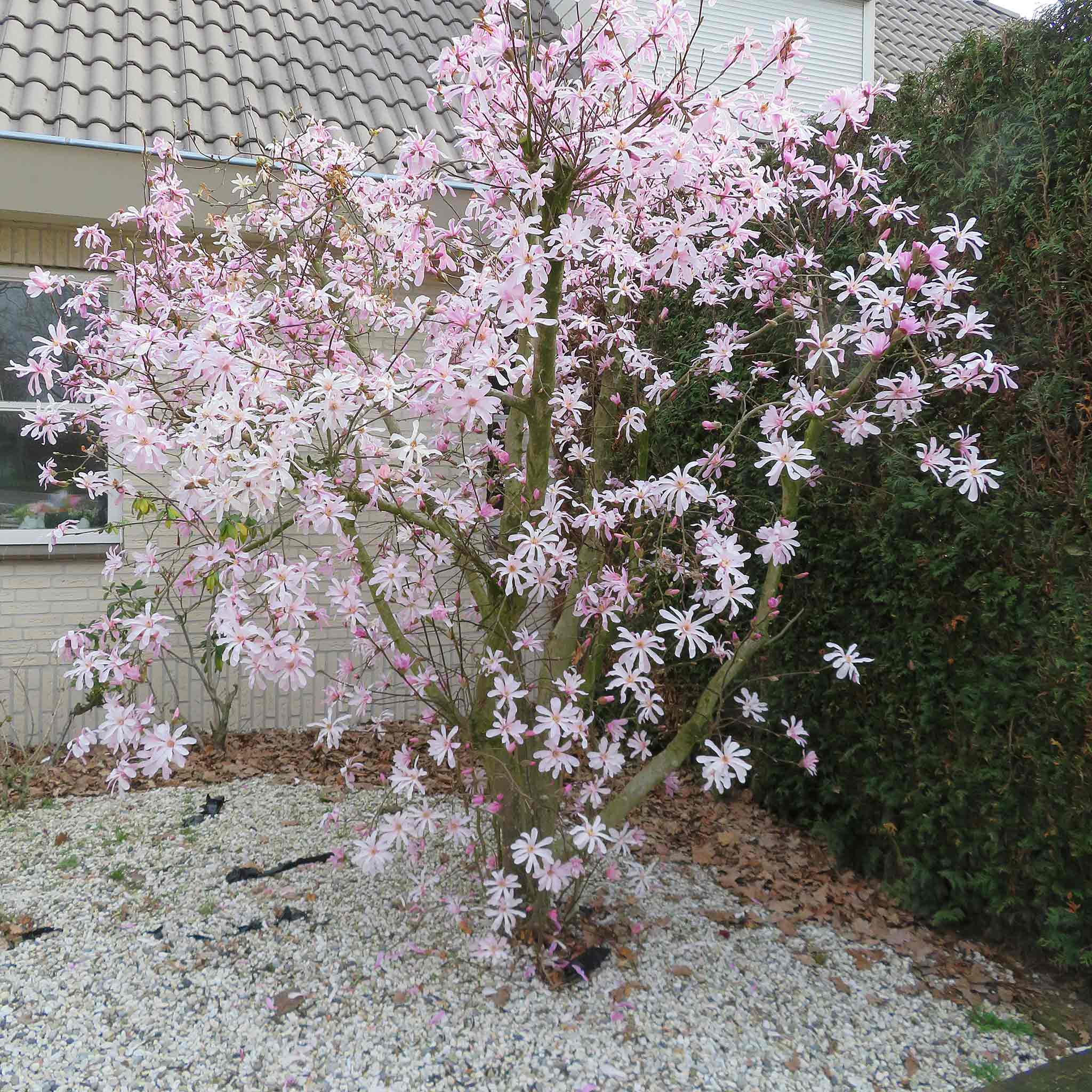 Magnolia Collection - Image 8