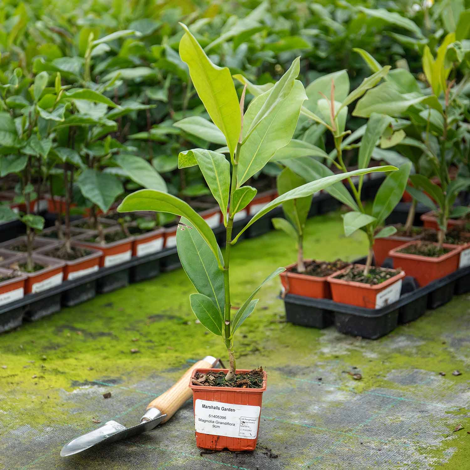 Magnolia 'Grandiflora' - Image 3