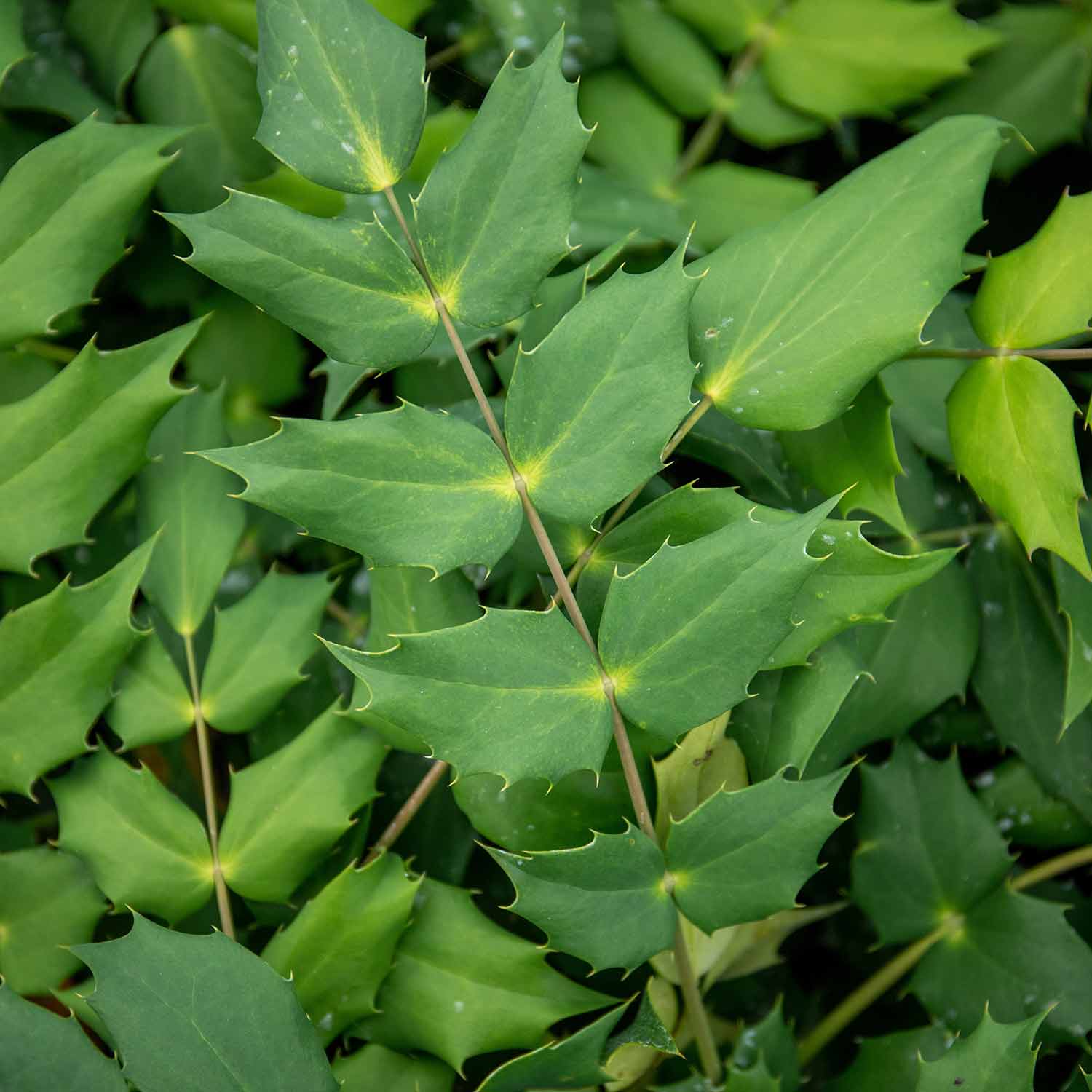 Mahonia x media 'Charity' - Image 2