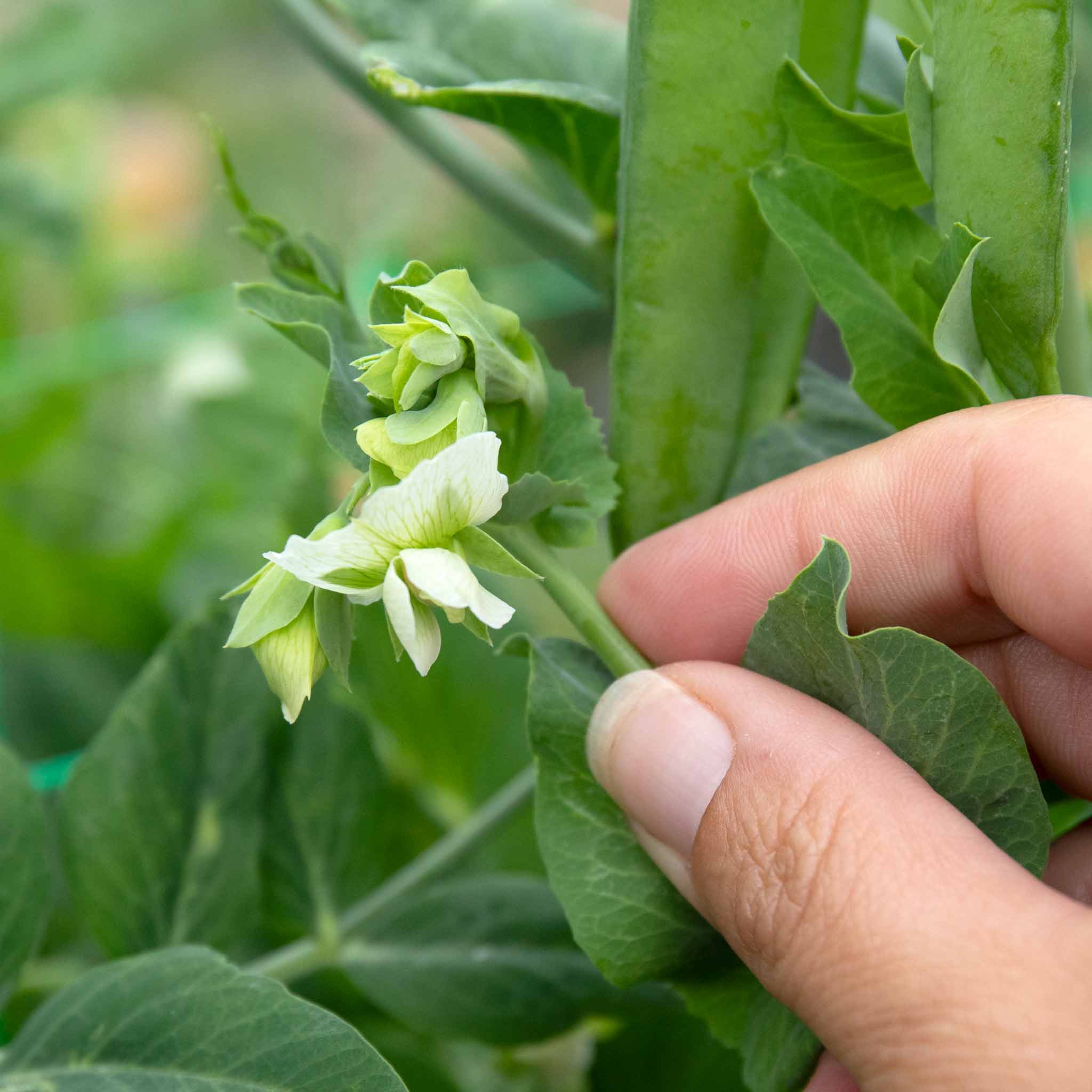 Mangetout Pea 'Snow Wind' - Image 4